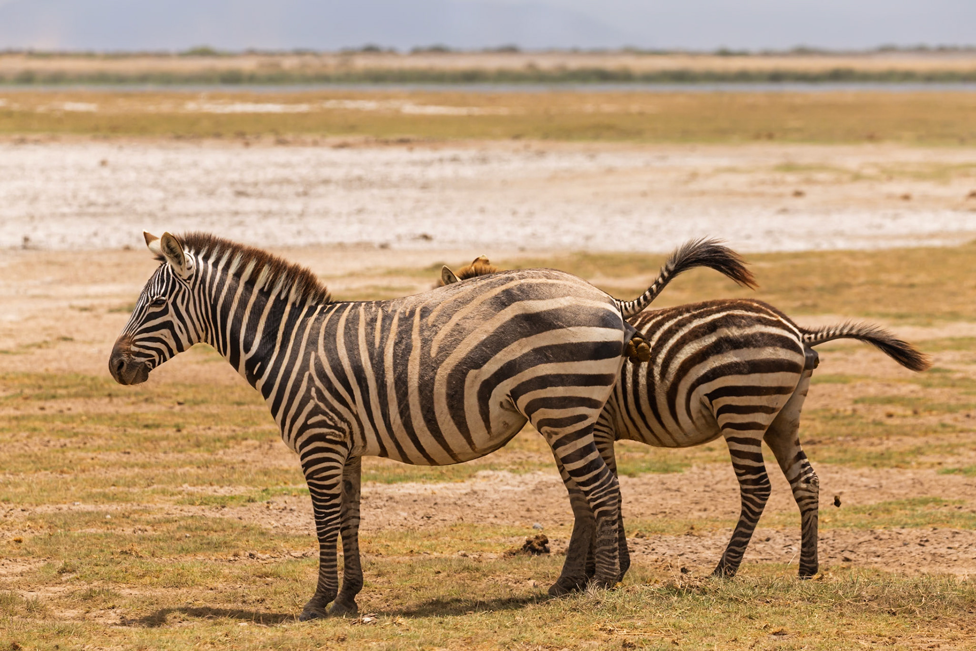 Two zebras stand in Amboseli National Park, Kenya. One defecates as a bird sits on its back, showcasing wildlife interactions.
