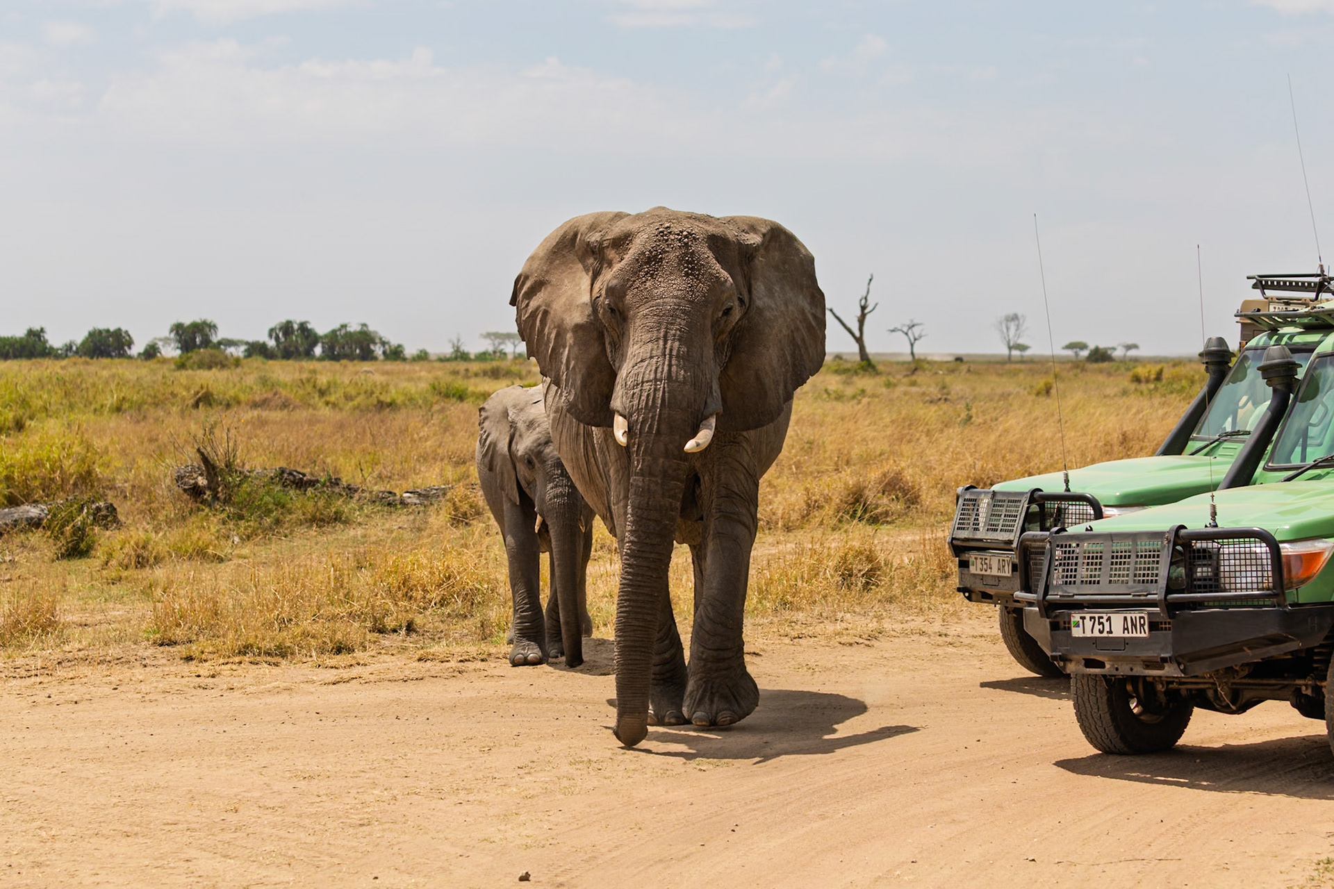 A mother elephant and her calf approach safari vehicles in Tanzania's Serengeti National Park, showcasing wildlife encounters.