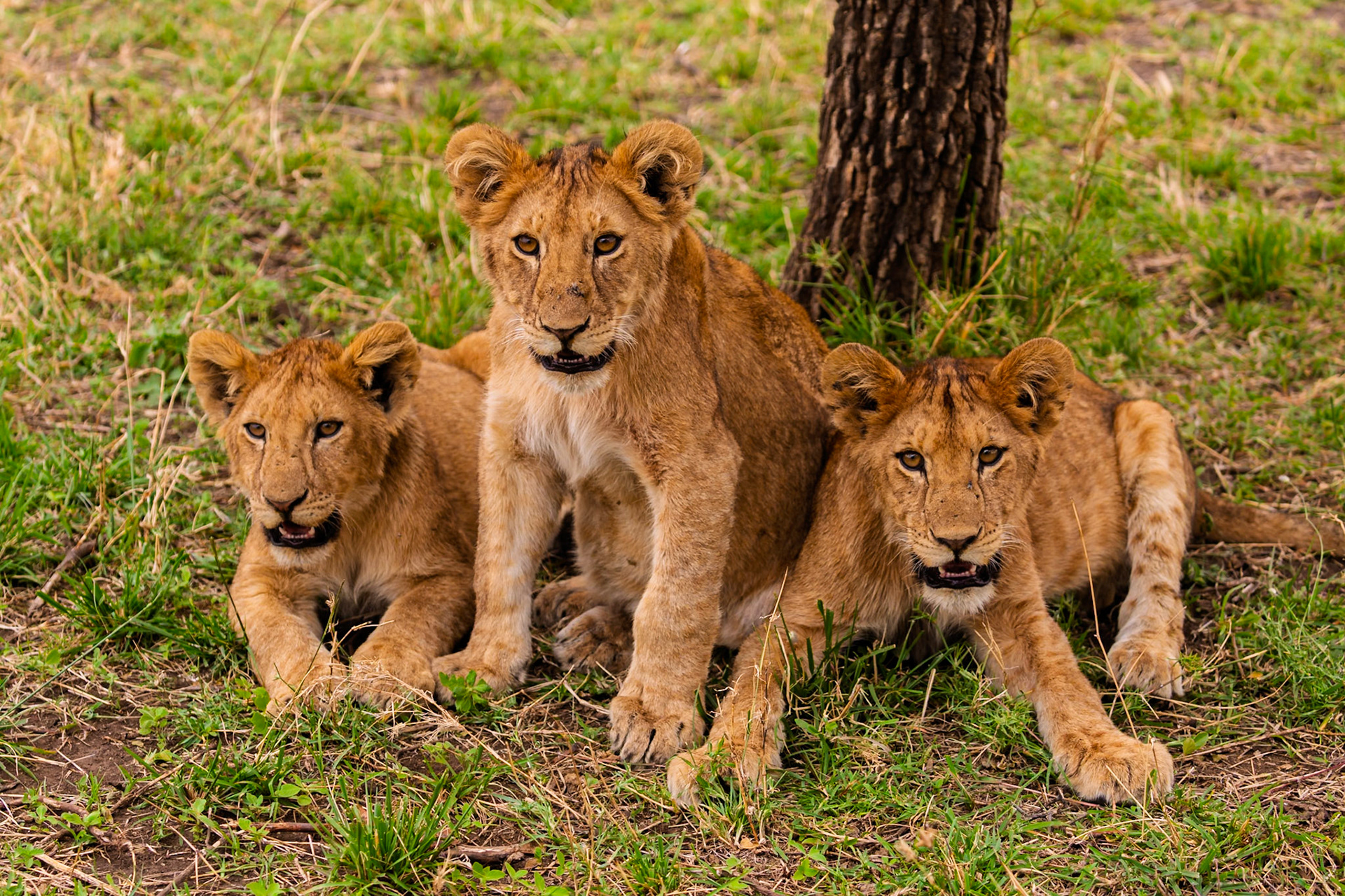 Three lion cubs rest in the grass in Serengeti National Park, Tanzania. They are likely waiting for their mother to return from hunting.