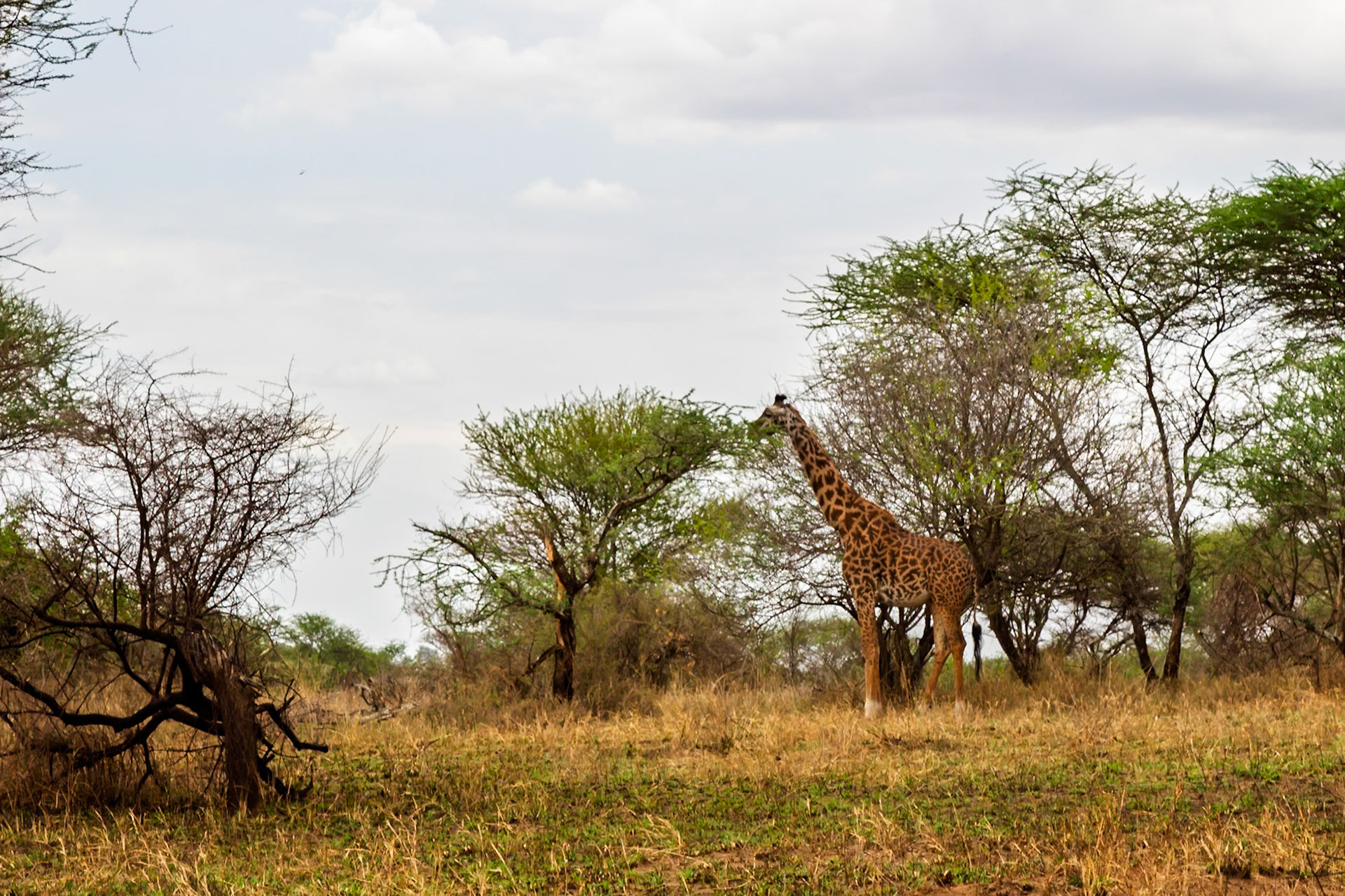 A giraffe is standing in the Serengeti National Park, Tanzania, browsing on the trees.
