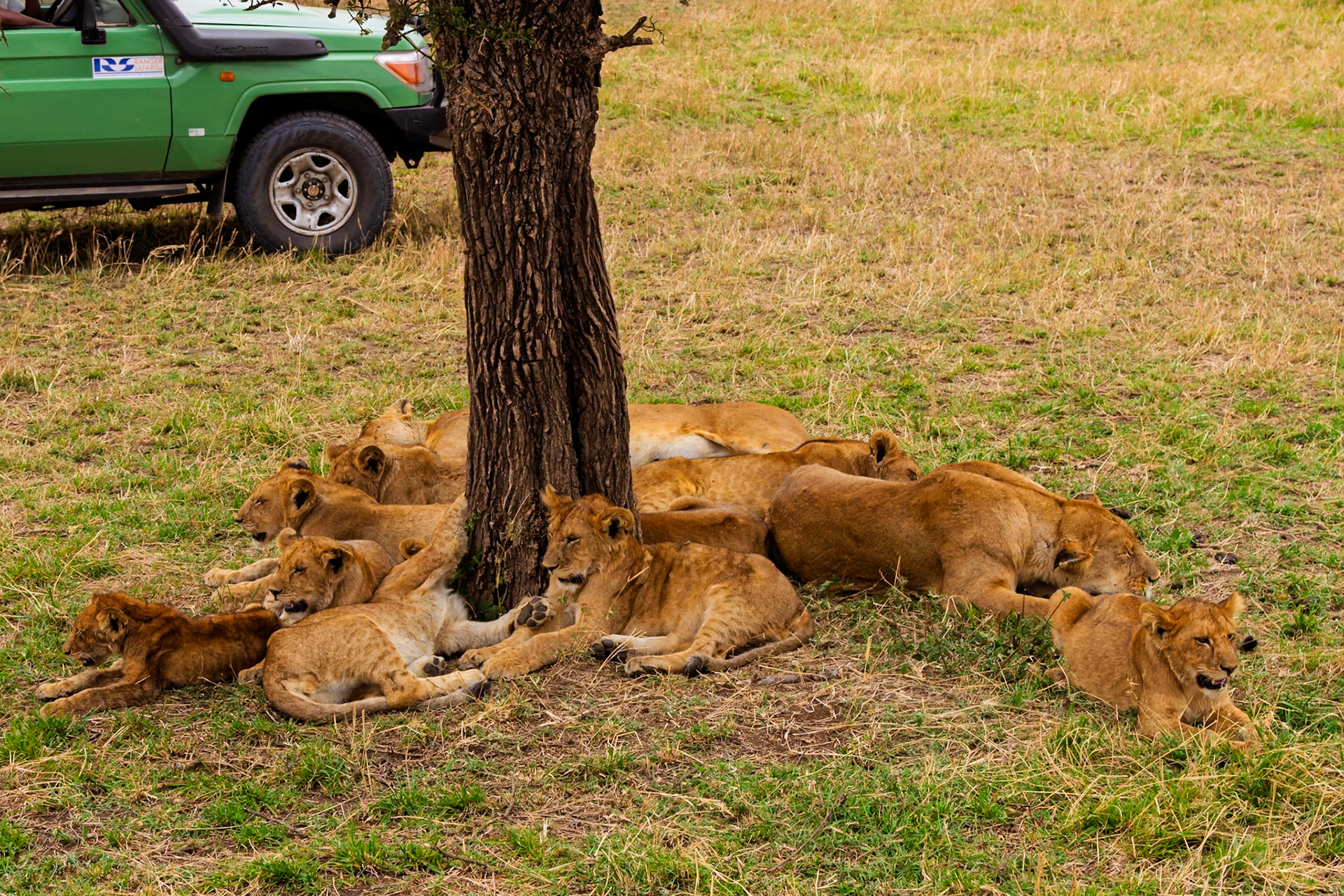 A pride of lions rests in the shade of a tree in Tanzania's Serengeti National Park, seeking respite from the heat.