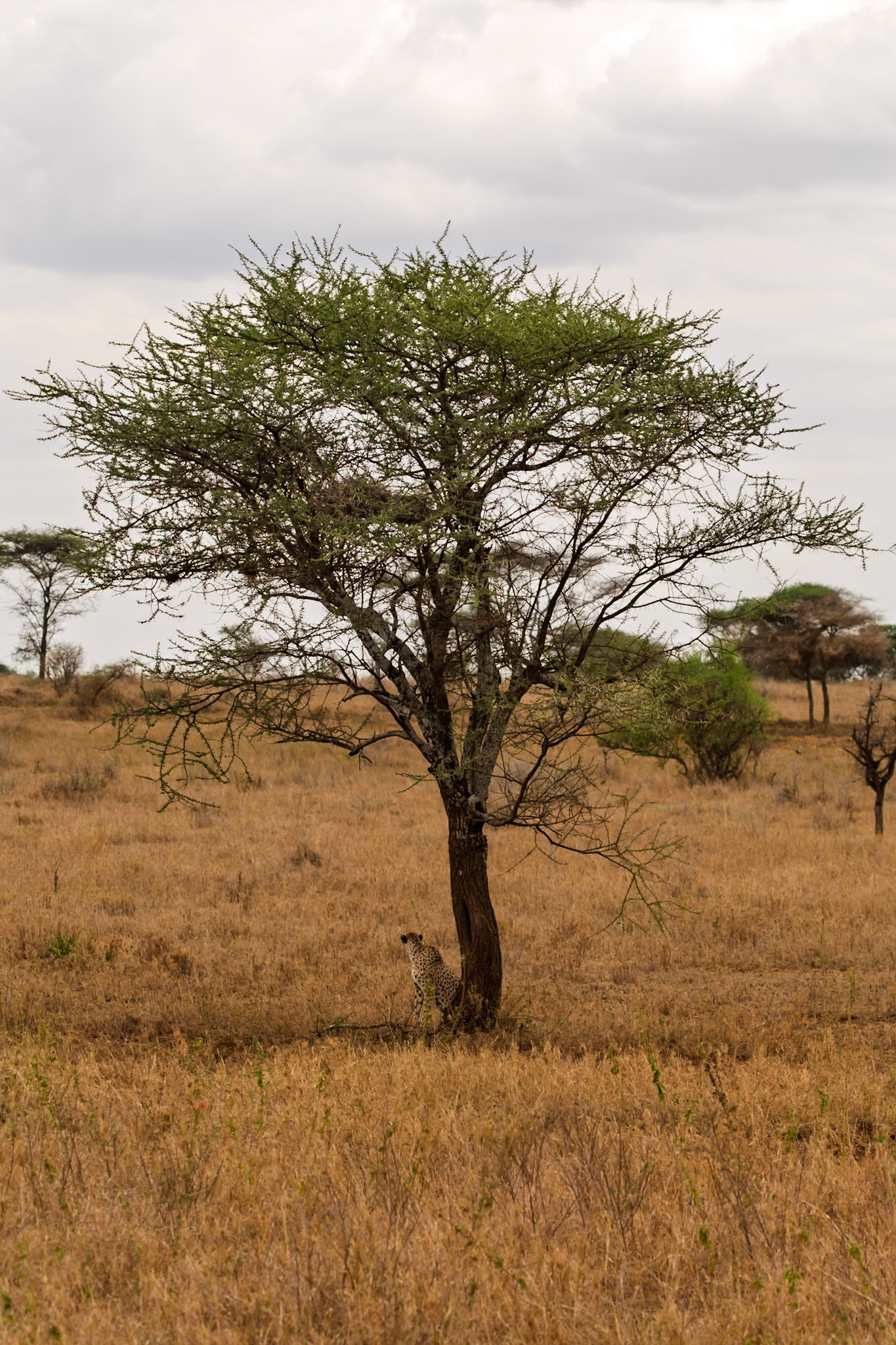 A cheetah rests in the shade of a tree in Tanzania's Serengeti National Park, seeking respite from the heat.