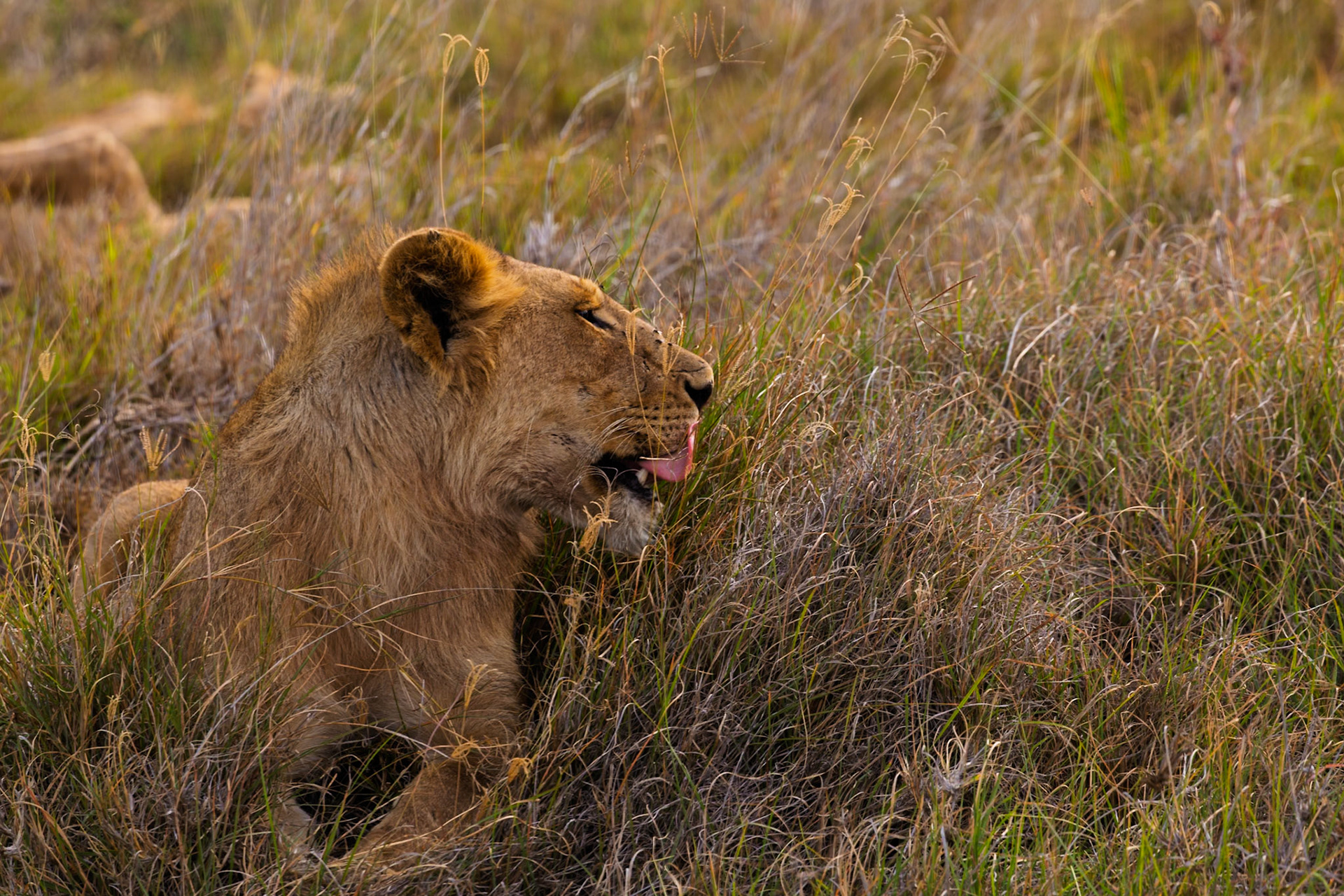 A lion rests in the Serengeti National Park, Tanzania, licking its chops after a meal, blending into the tall grass.