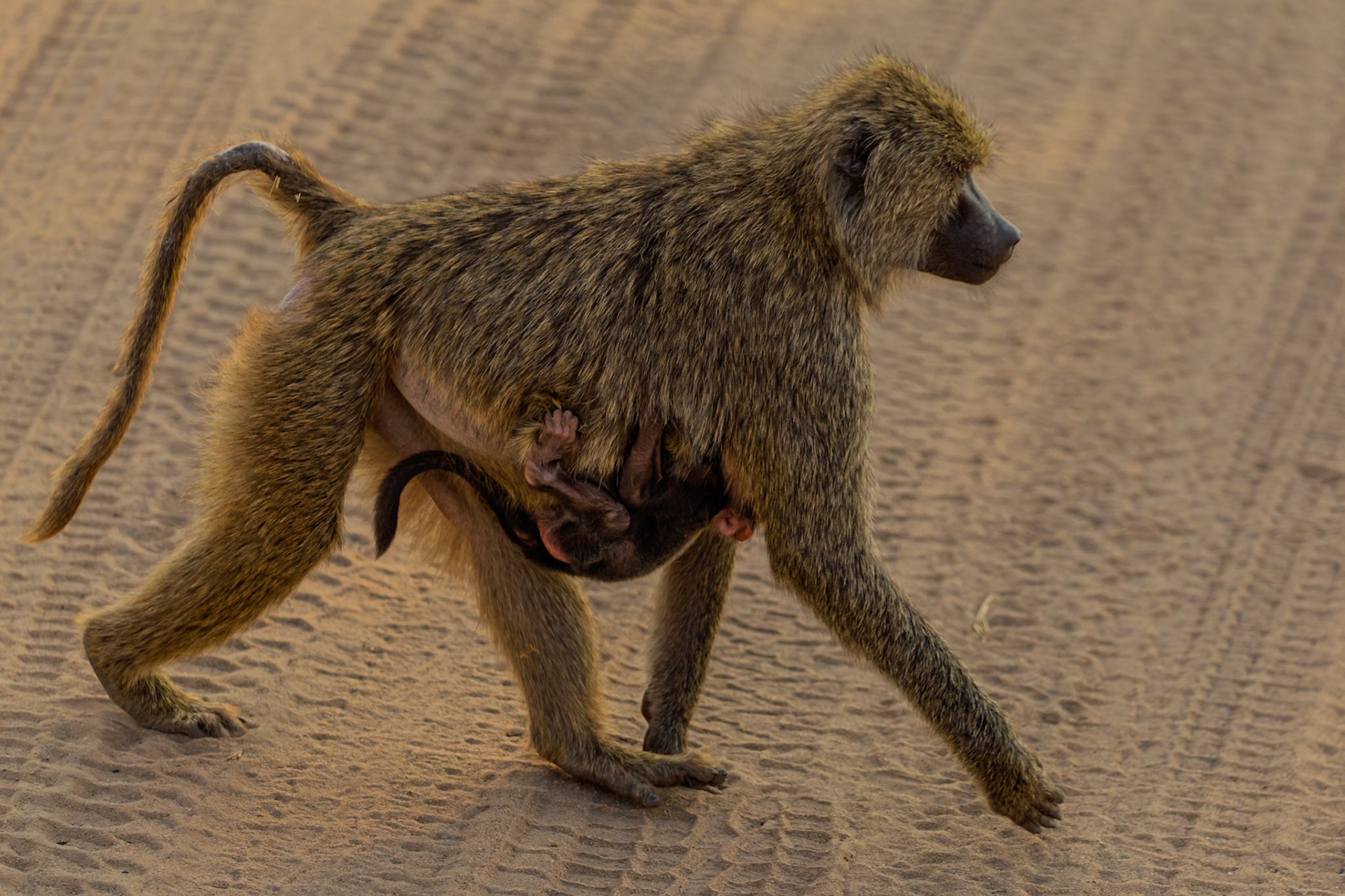 A baboon mother carries her young in Tarangire National Park, Tanzania, ensuring its safety and survival.
