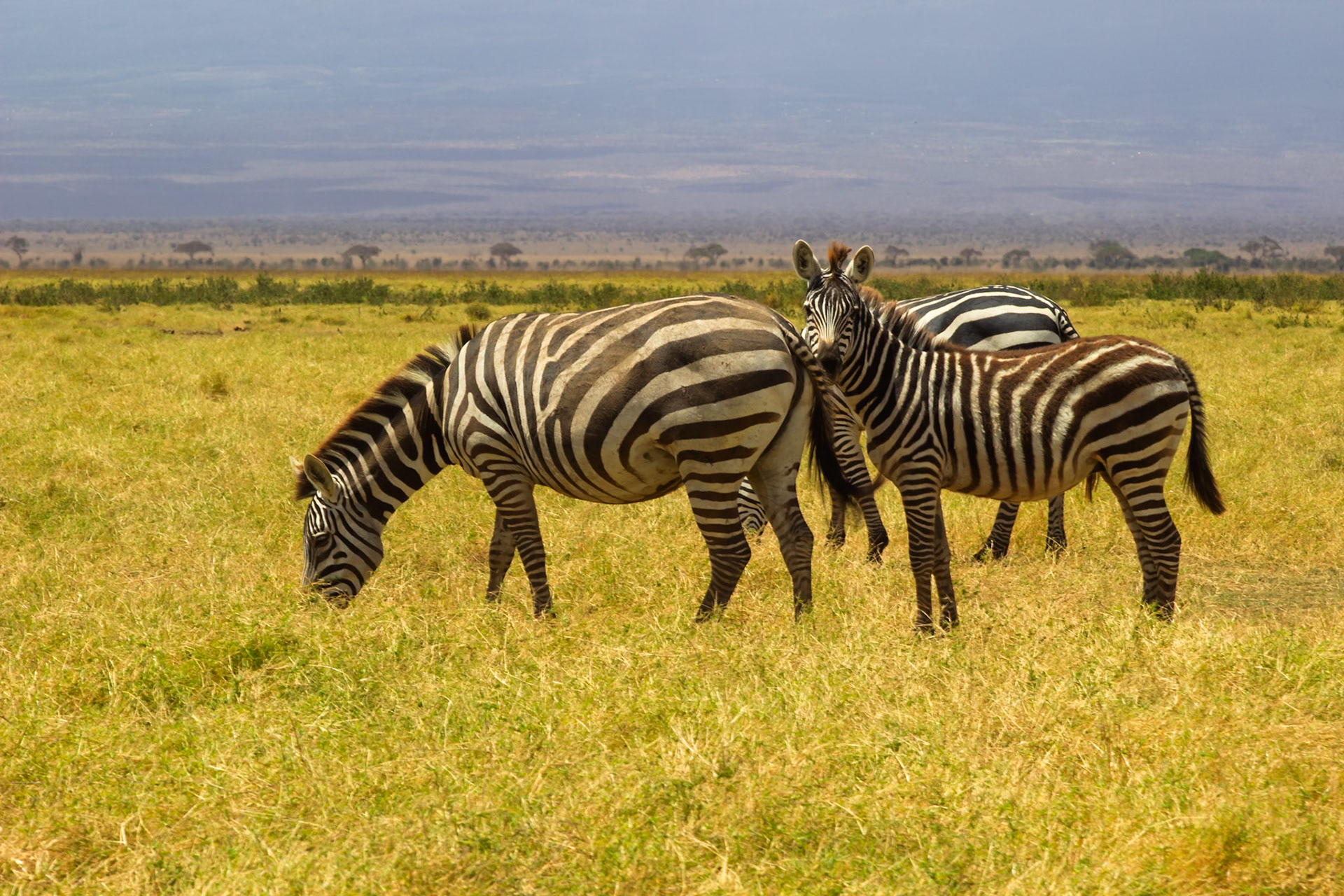 Zebras graze in Amboseli National Park, Kenya. They eat to survive and thrive in their natural habitat.