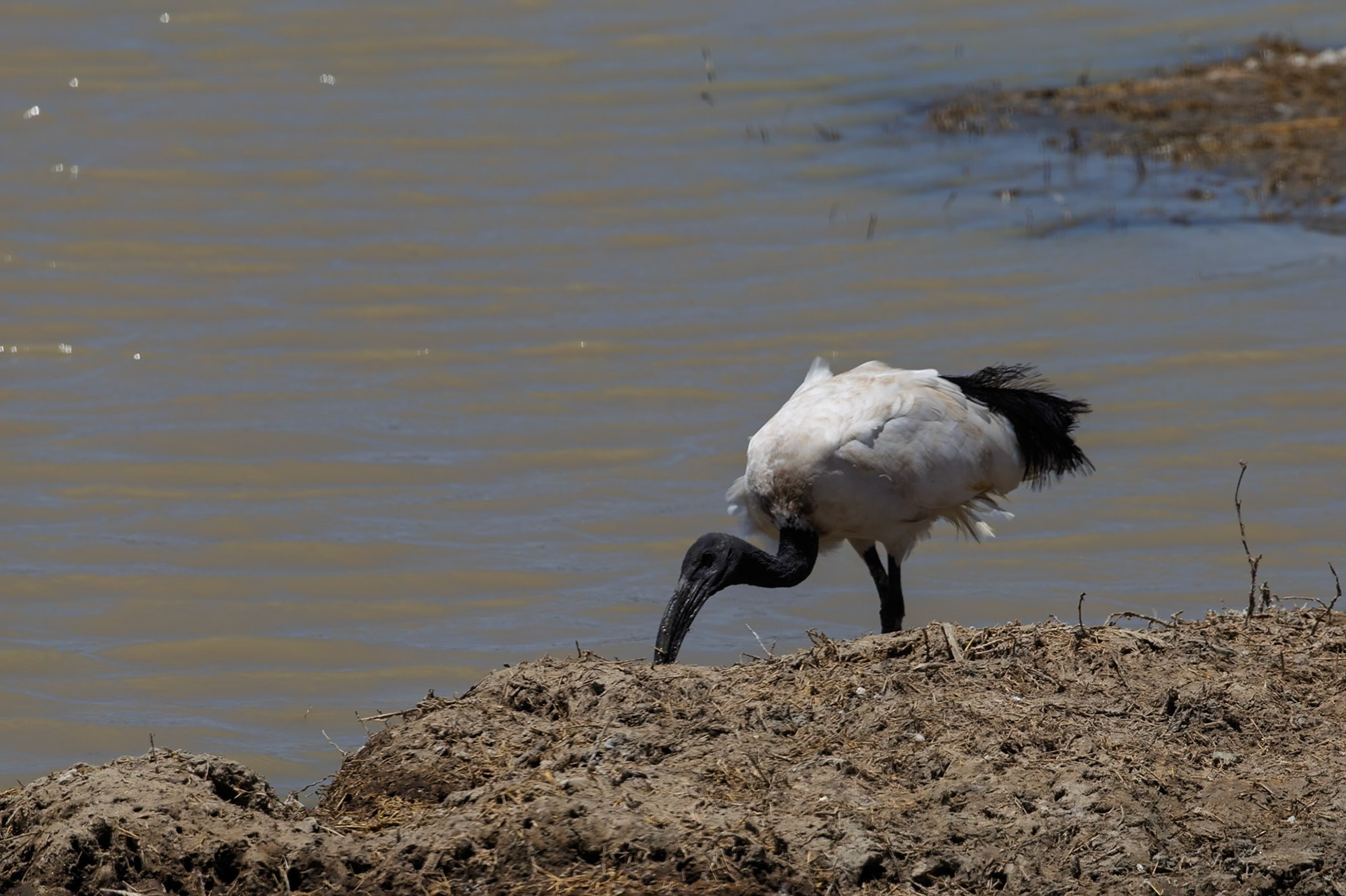 Ngorongoro Crater, Tanzania - September 23th 2025: A Sacred Ibis forages for food along the muddy bank of a waterhole.