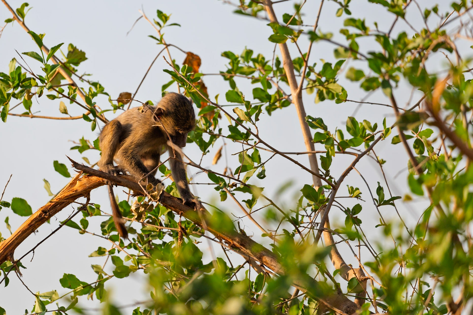 A young baboon carefully navigates a tree branch in Tanzania's Tarangire National Park, exploring its surroundings.