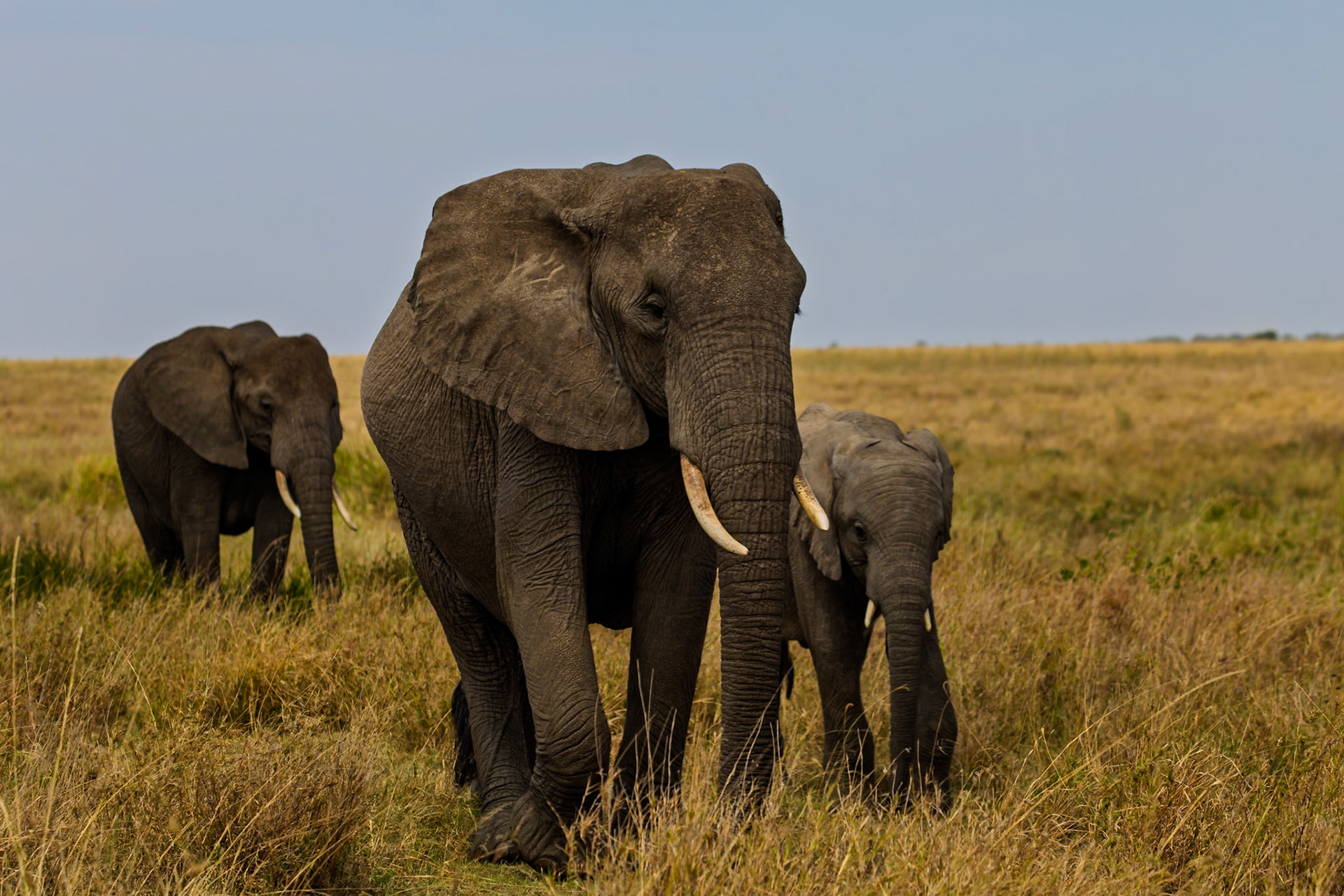 A family of elephants forage for food in the Serengeti National Park, Tanzania.