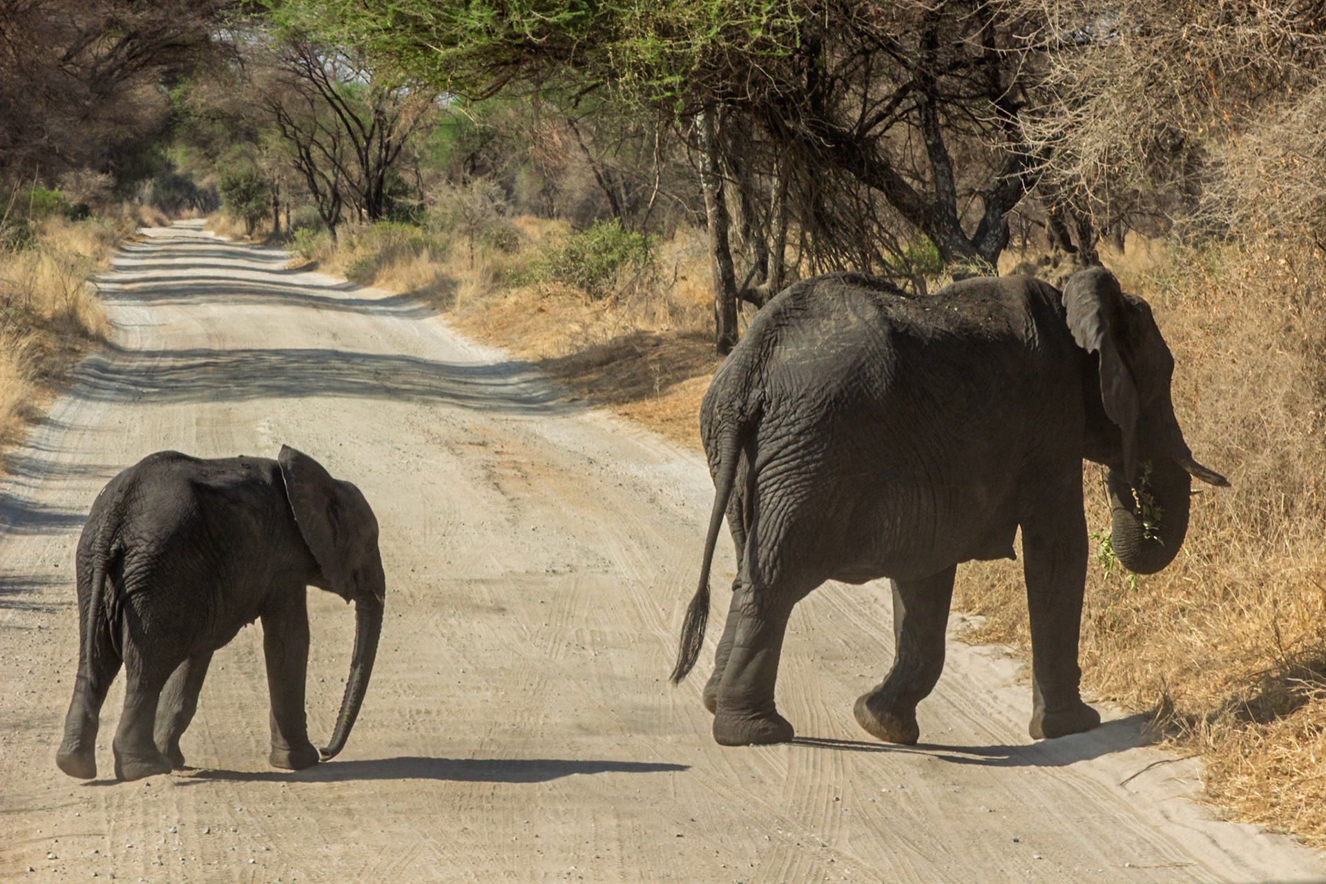 A mother elephant and her calf cross a dirt road in Tarangire National Park, Tanzania, likely in search of food and water.