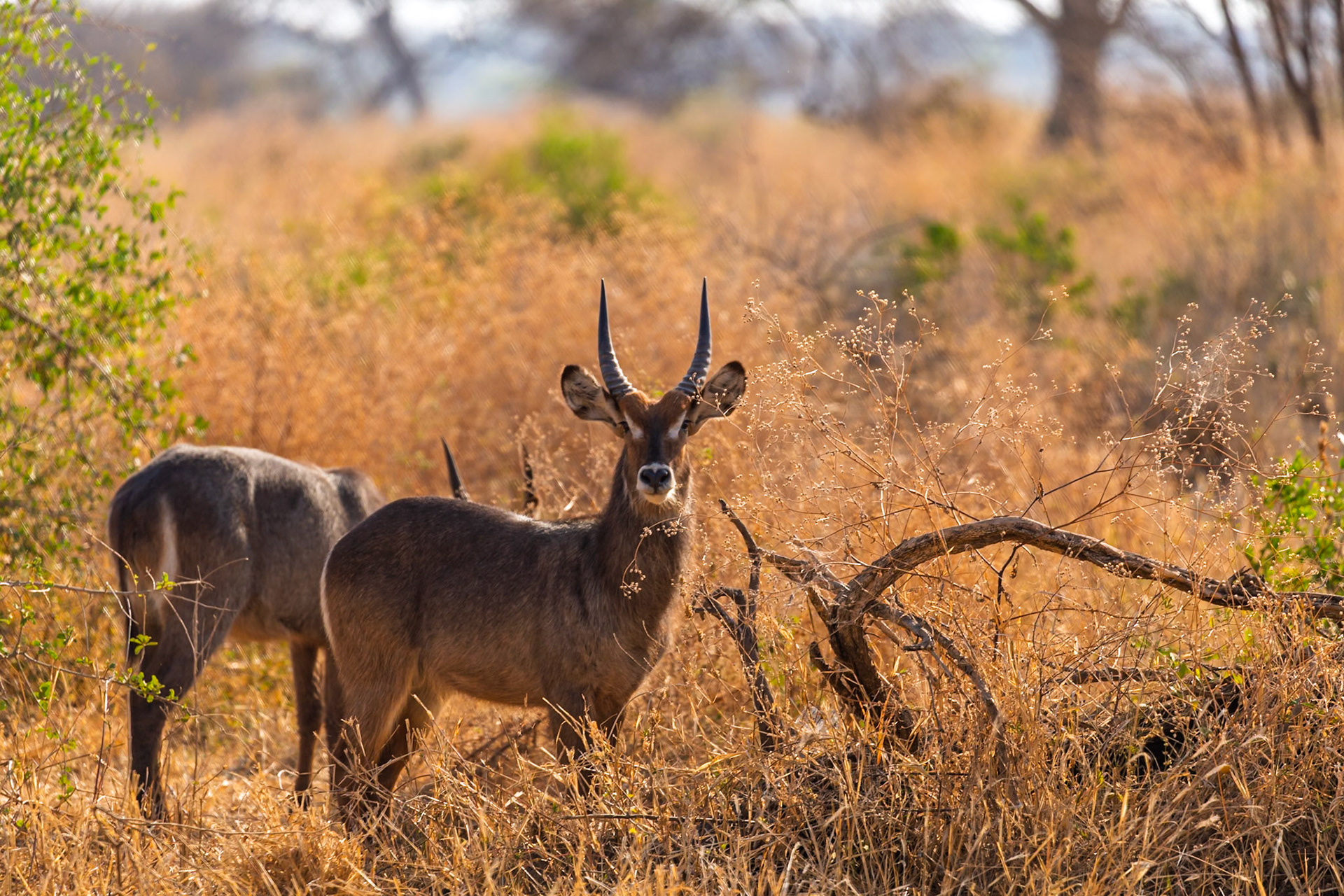 A waterbuck grazes in Tarangire National Park, Tanzania. They eat grasses and foliage, staying near water for safety from predators.