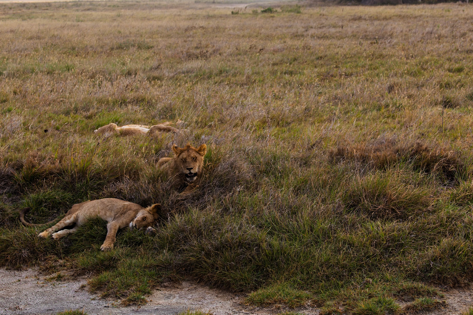 A pride of lions rests in the tall grasses of Tanzania's Serengeti National Park, conserving energy for their next hunt.
