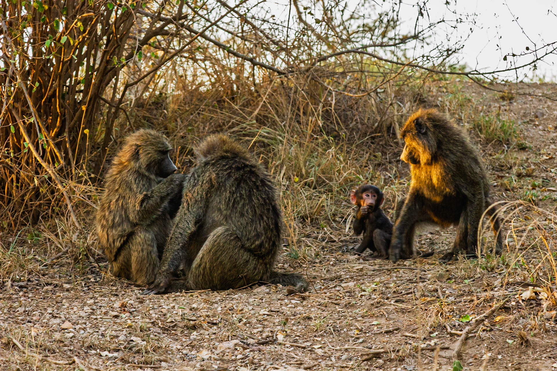 Baboons groom in Serengeti National Park, Tanzania. Social grooming reinforces bonds and removes parasites.