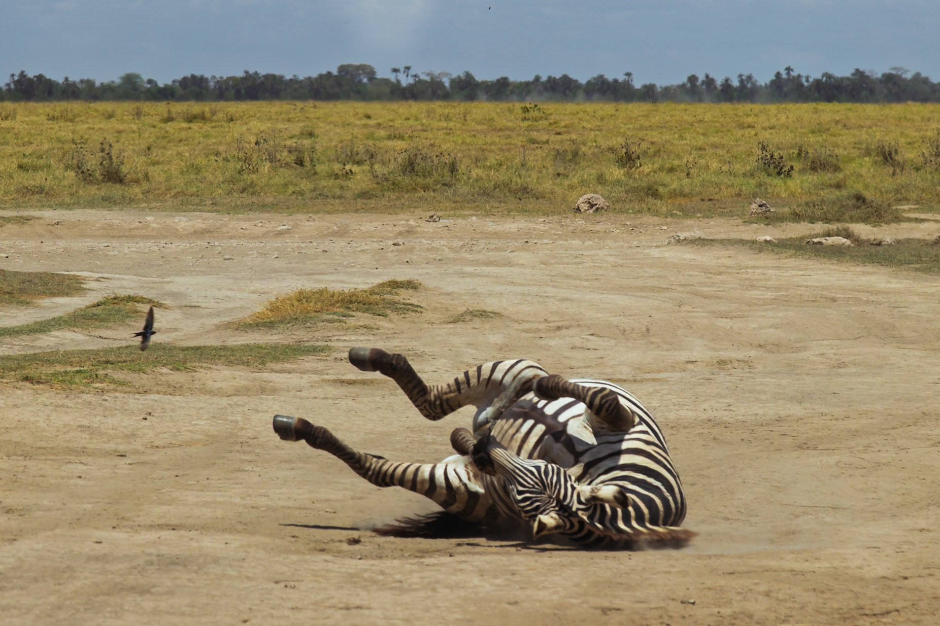A zebra rolls in the dirt in Amboseli National Park, Kenya, possibly to relieve itching or remove parasites.