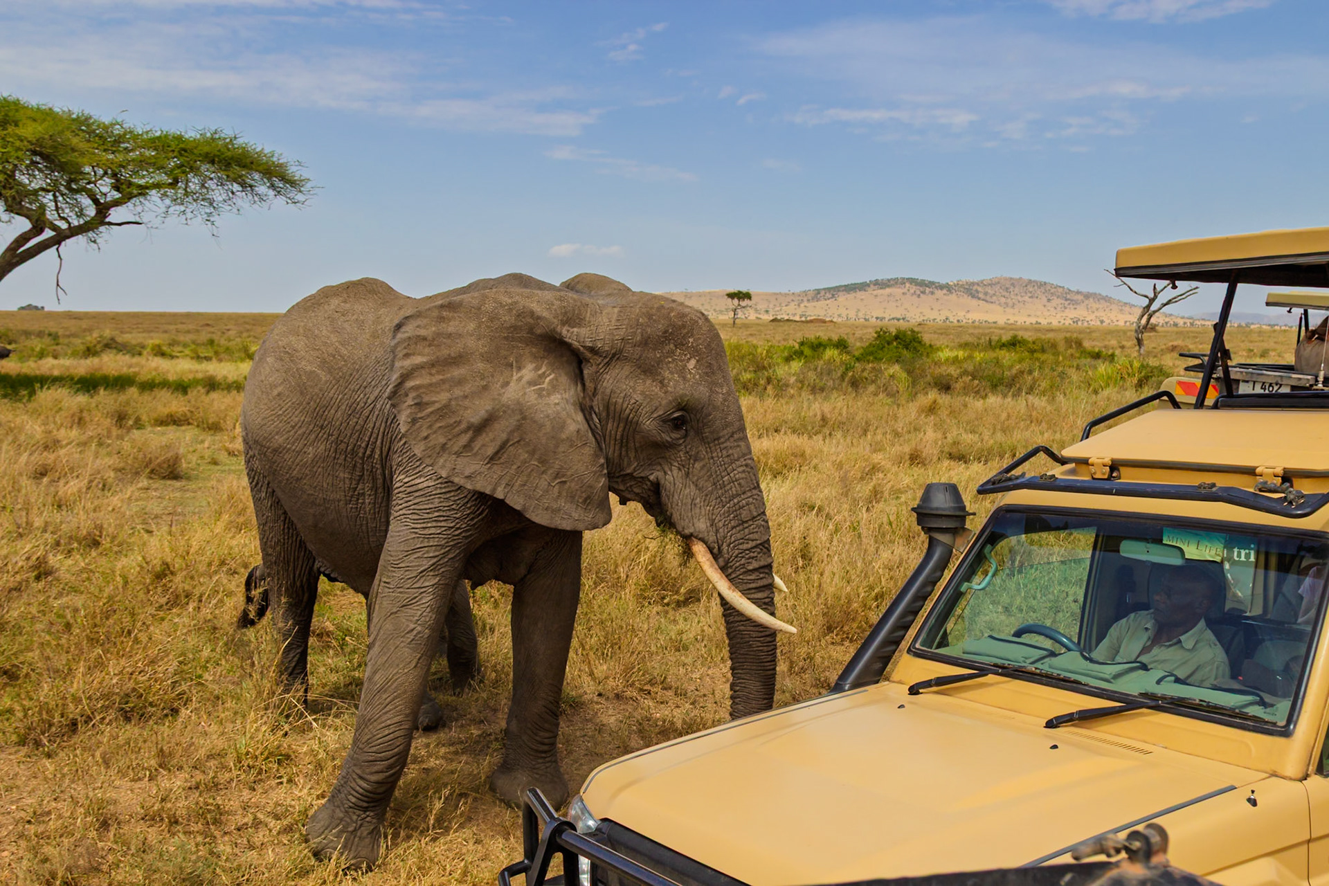 A safari driver observes an elephant in Serengeti National Park, Tanzania. Tourists visit to see wildlife in their natural habitat.
