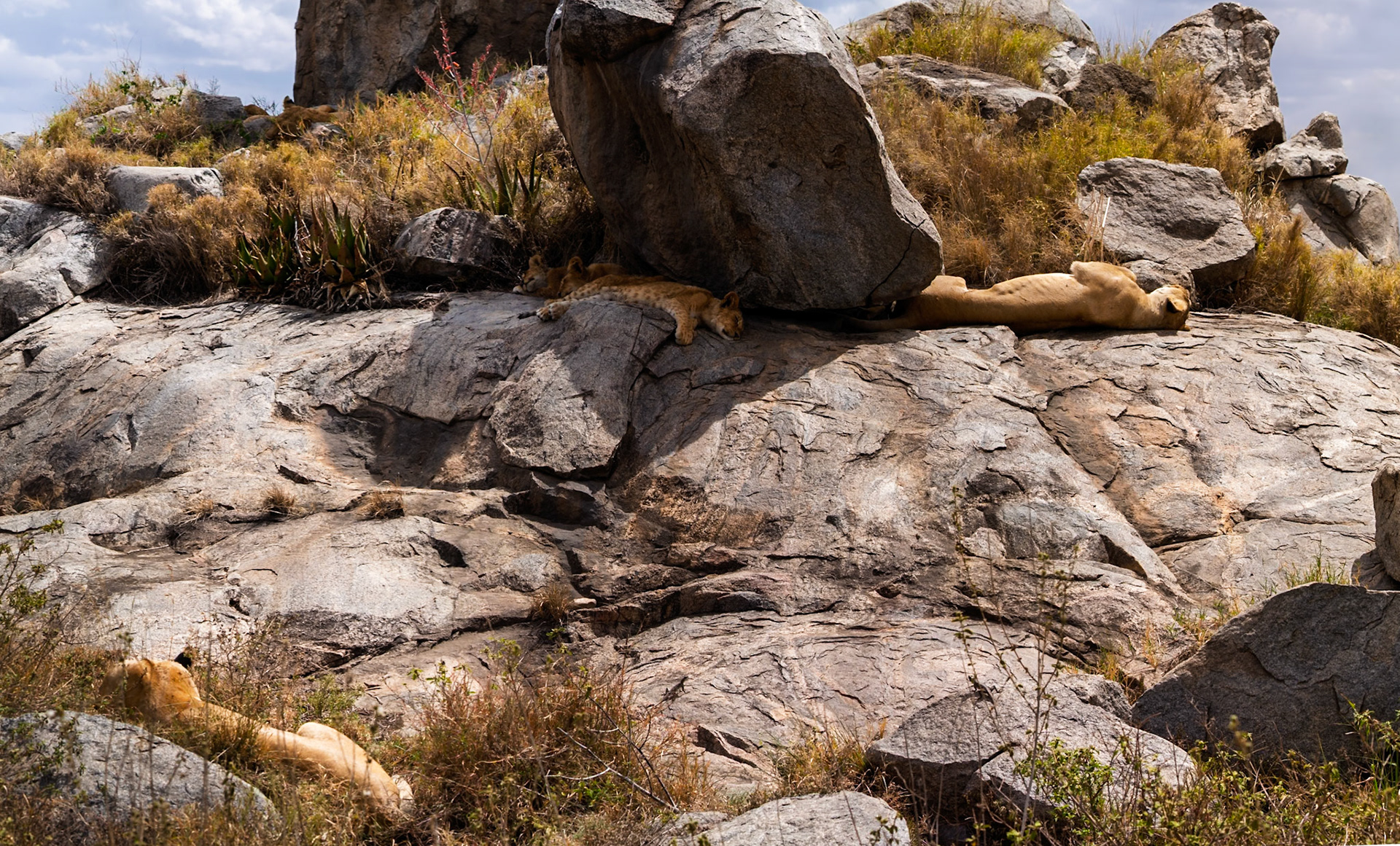 A lioness and cubs rest on rocks in Serengeti National Park, Tanzania, seeking shade and respite from the heat.