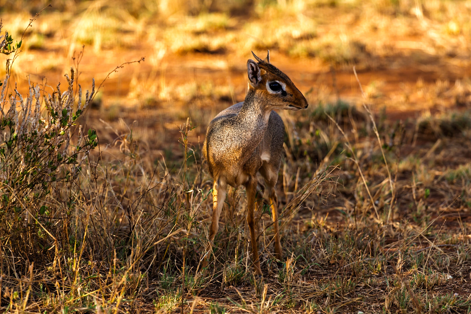 A Dik-dik stands alert in Serengeti National Park, Tanzania, blending with the dry grass for protection.