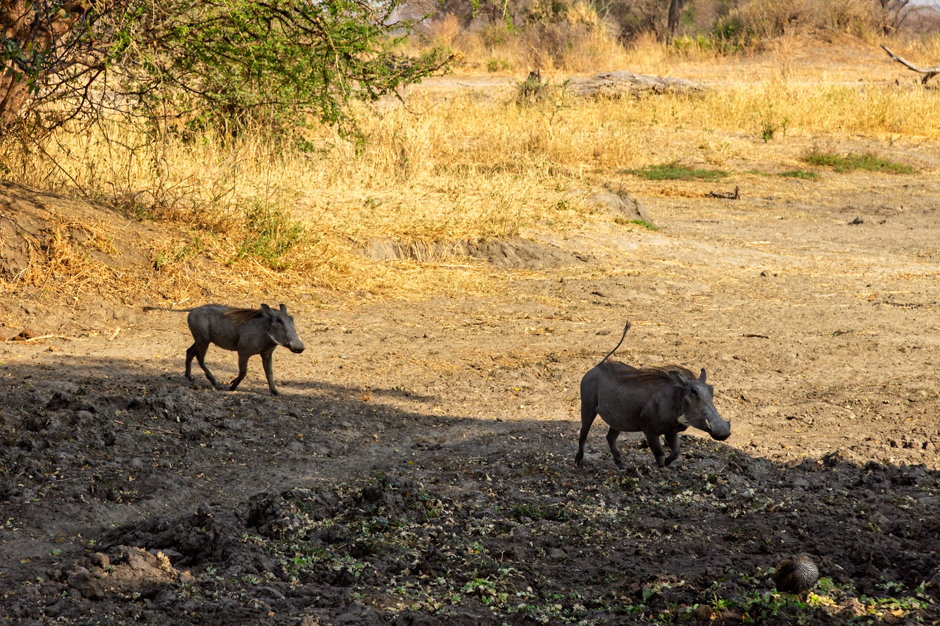 Two warthogs trot through the mud in Tarangire National Park, Tanzania, likely searching for food or water.
