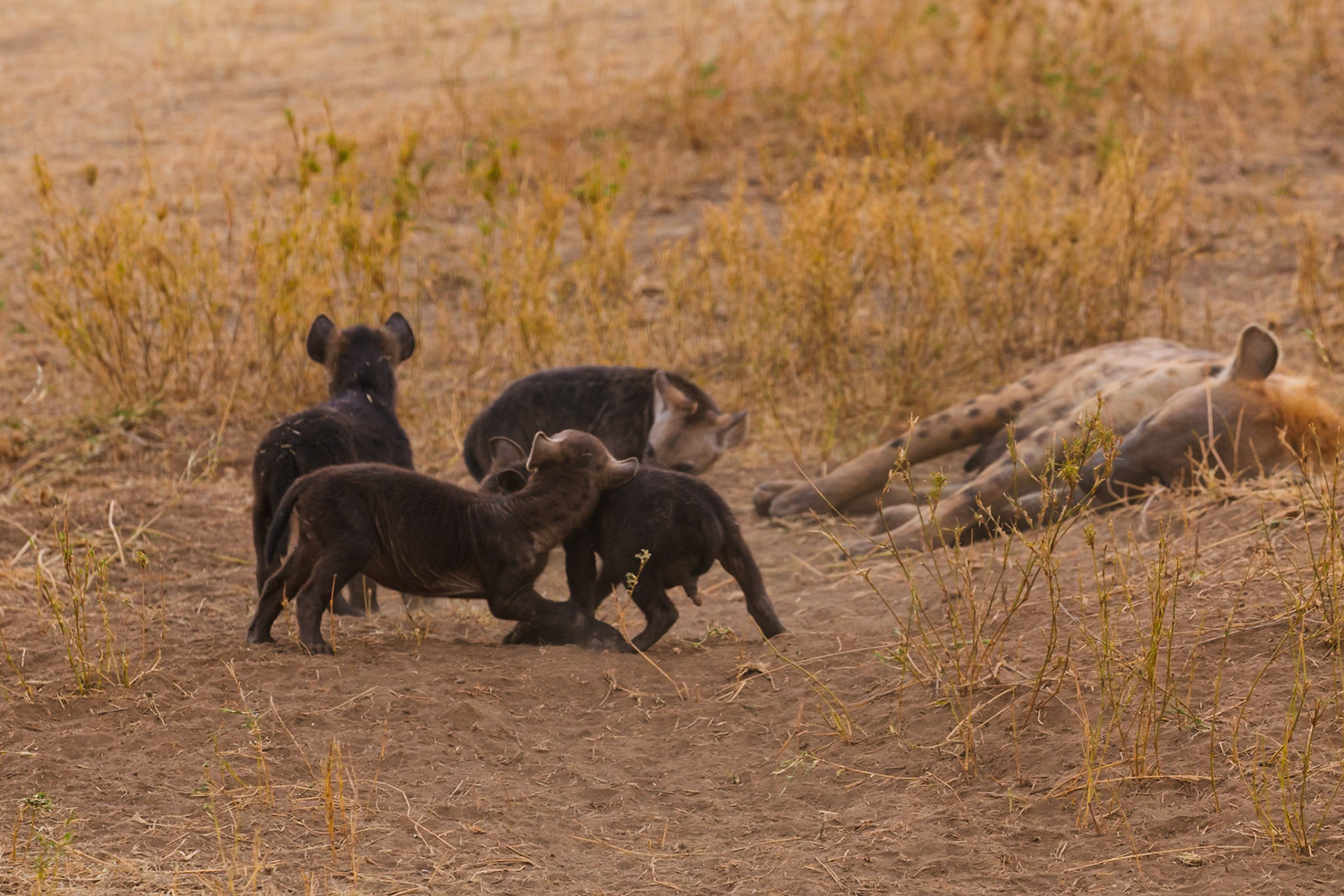 Hyena cubs play near a sleeping adult in Tanzania's Serengeti National Park. The young hyenas are likely practicing social skills.