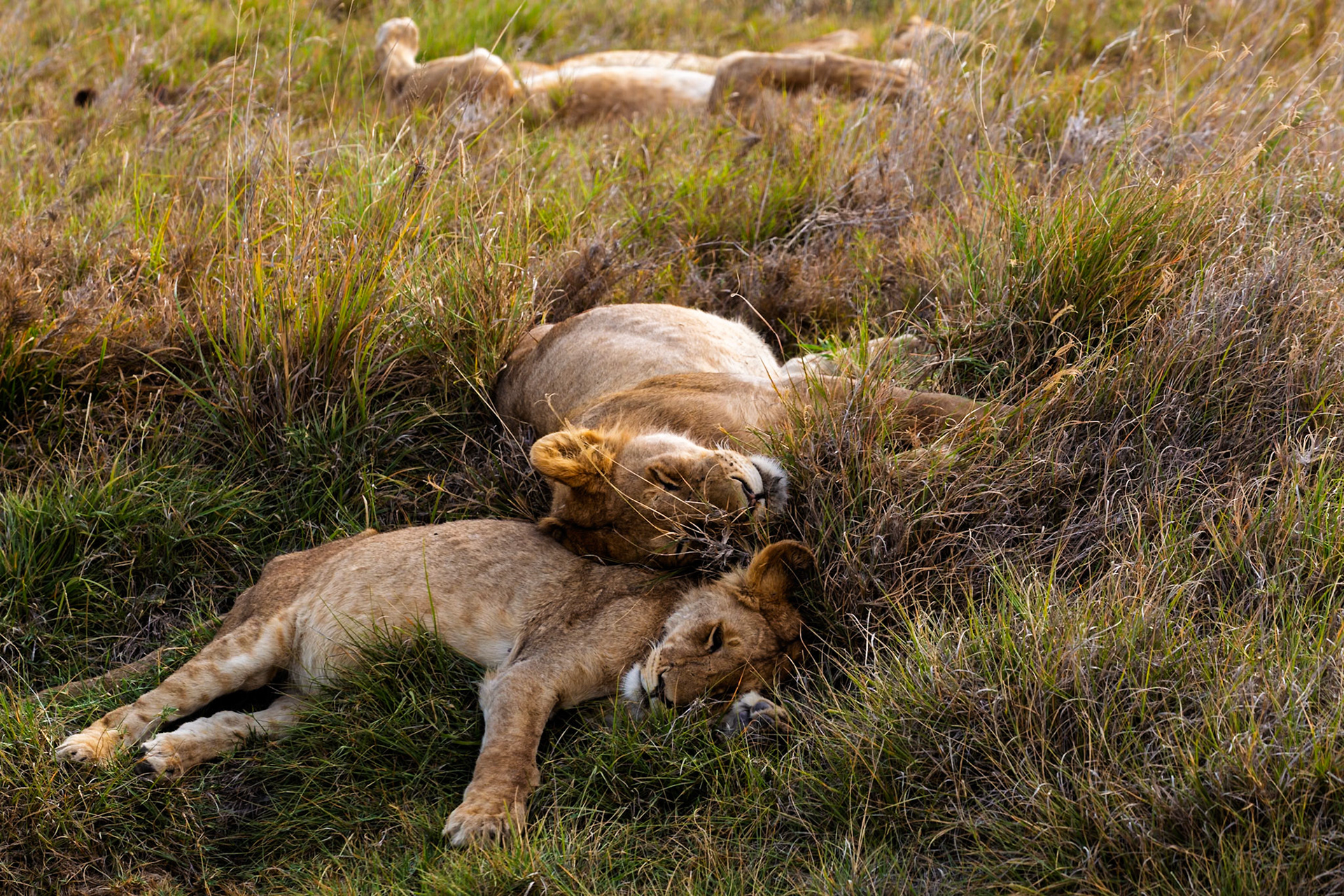 A pride of lions rests in the tall grasses of Tanzania's Serengeti National Park, conserving energy for their next hunt.