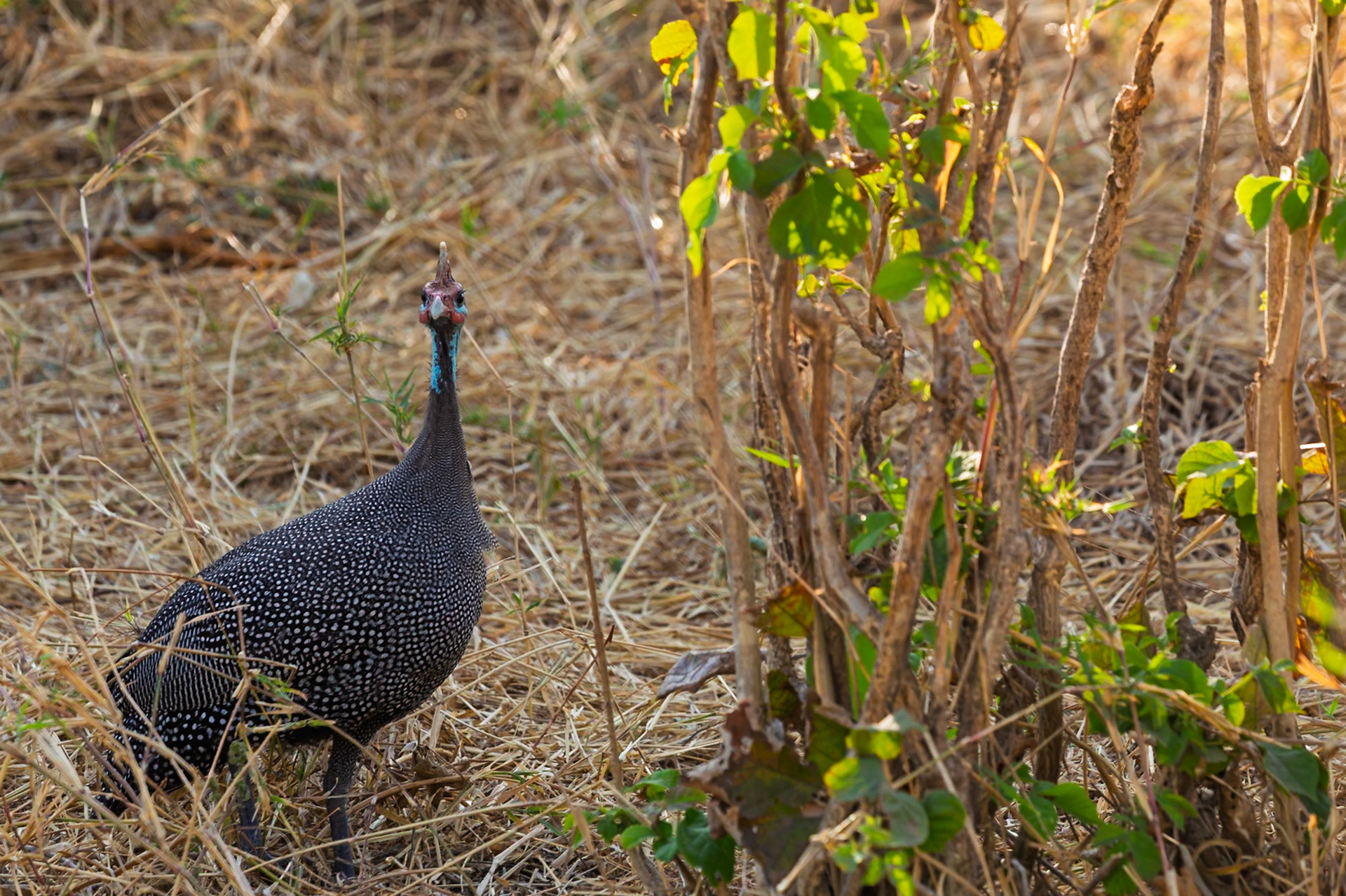 A helmeted guineafowl forages in the dry brush of Tanzania's Tarangire National Park, searching for seeds and insects to eat.