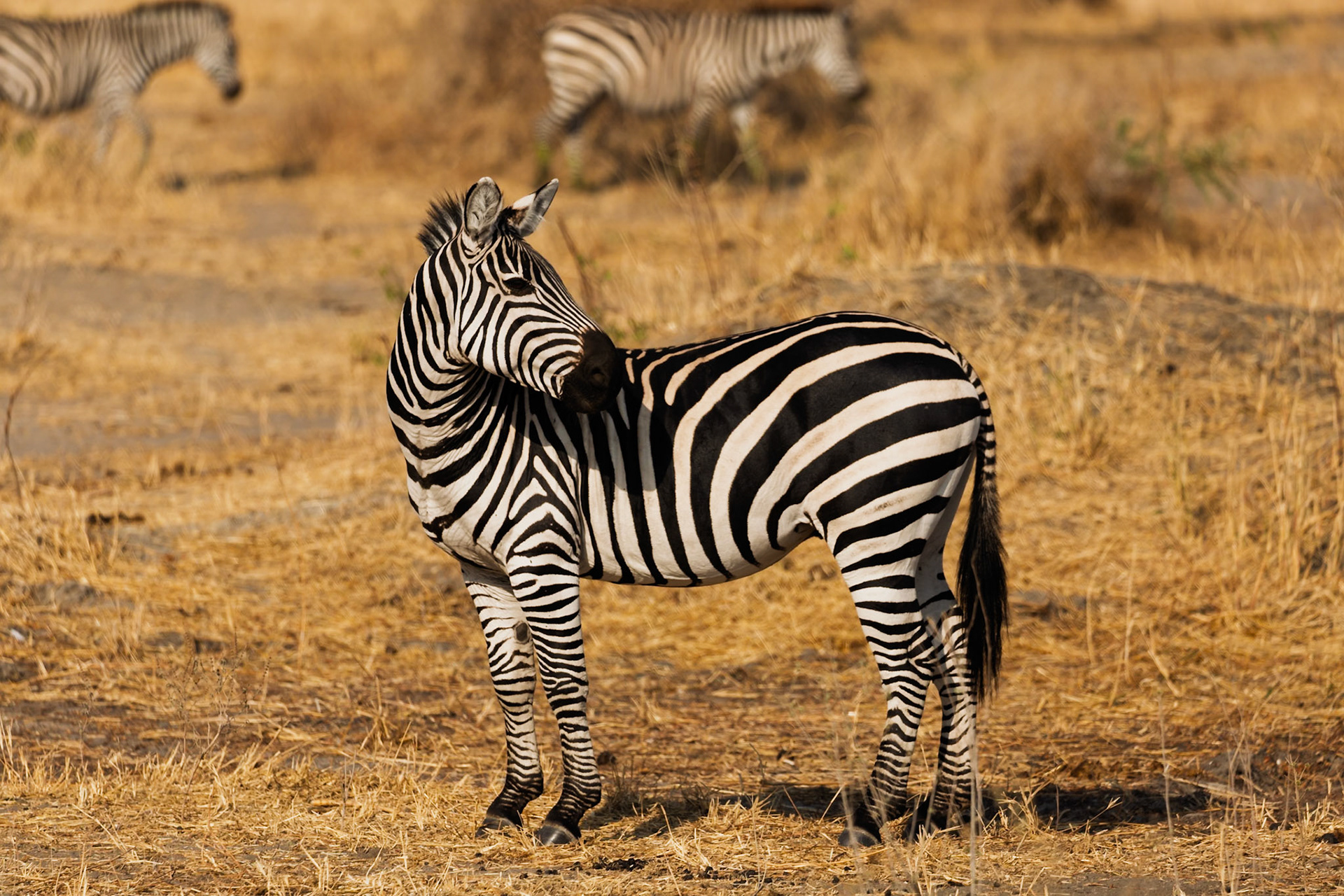 A zebra pauses in dry grass, looking back, with others in the background at Tarangire National Park, Tanzania.