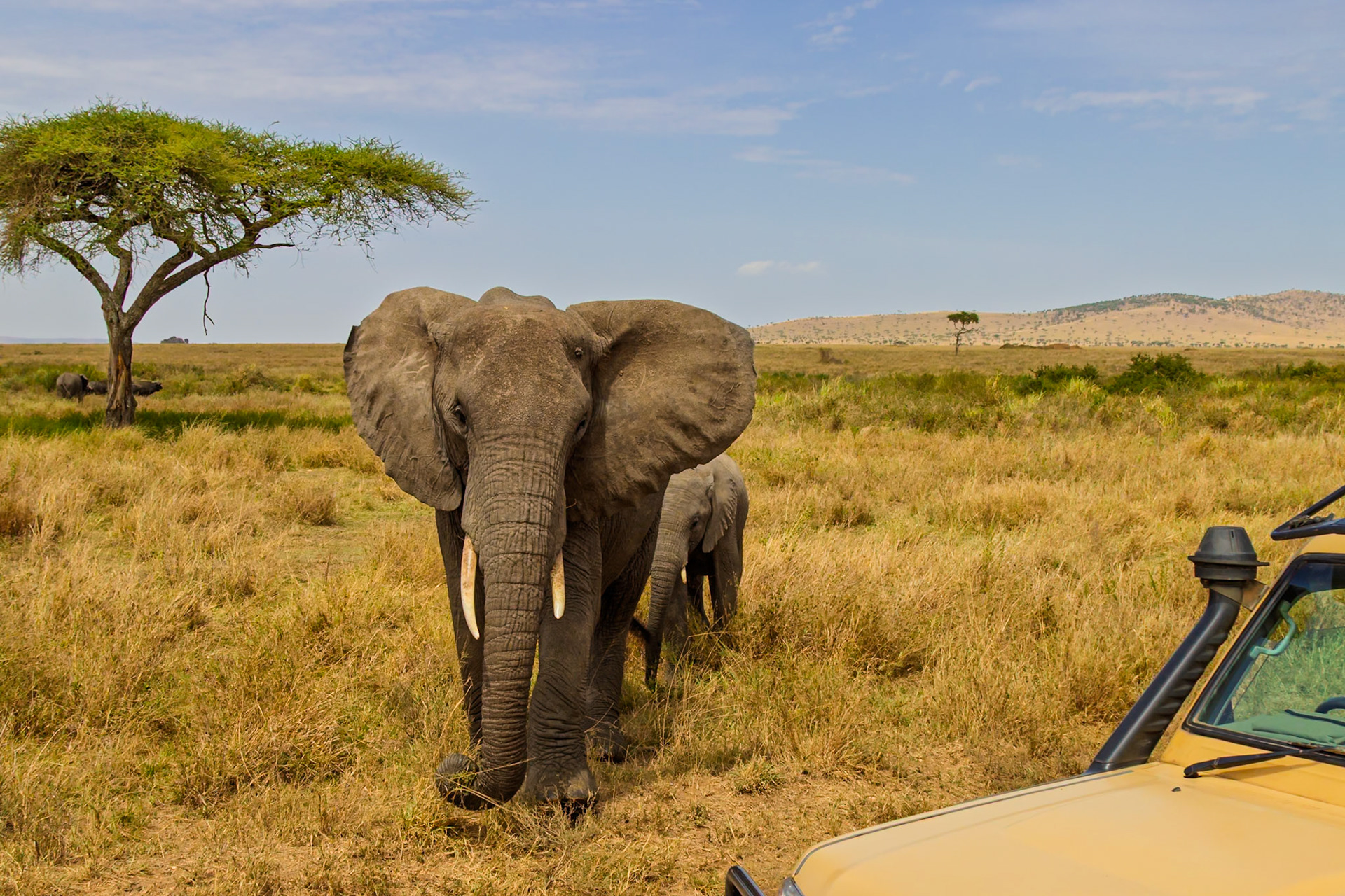 An elephant and its calf approach a safari vehicle in Tanzania's Serengeti National Park, showcasing wildlife encounters.