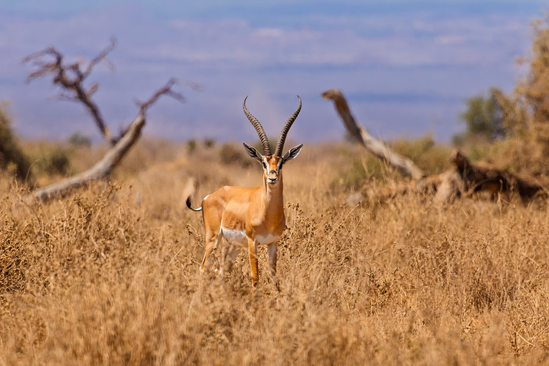 A Grant's gazelle stands alert in Amboseli National Park, Kenya, its horns prominent against the dry landscape.