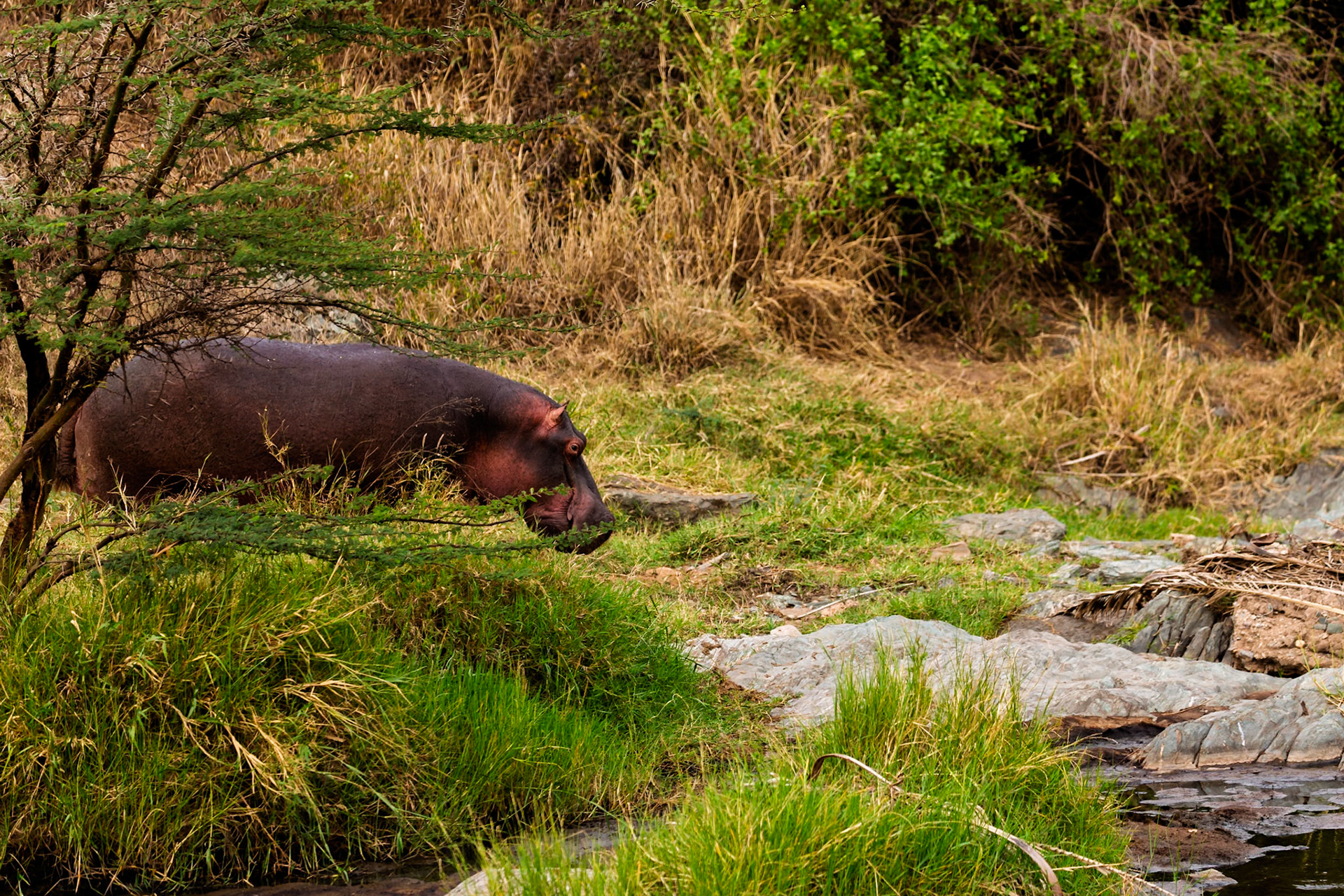 A hippo grazes in Serengeti National Park, Tanzania. It's eating grass near a stream, seeking nourishment in its natural habitat.