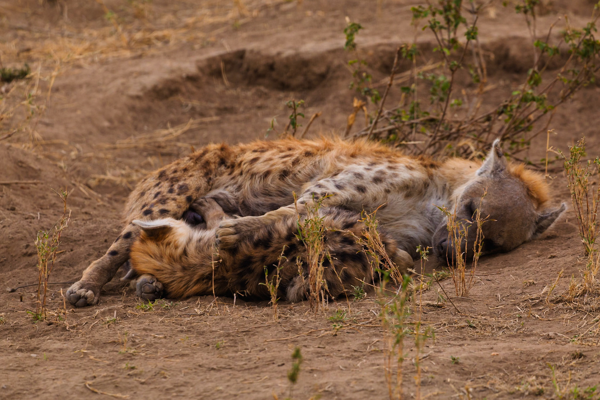 A spotted hyena sleeps in Serengeti National Park, Tanzania. It's resting to conserve energy for hunting and scavenging.