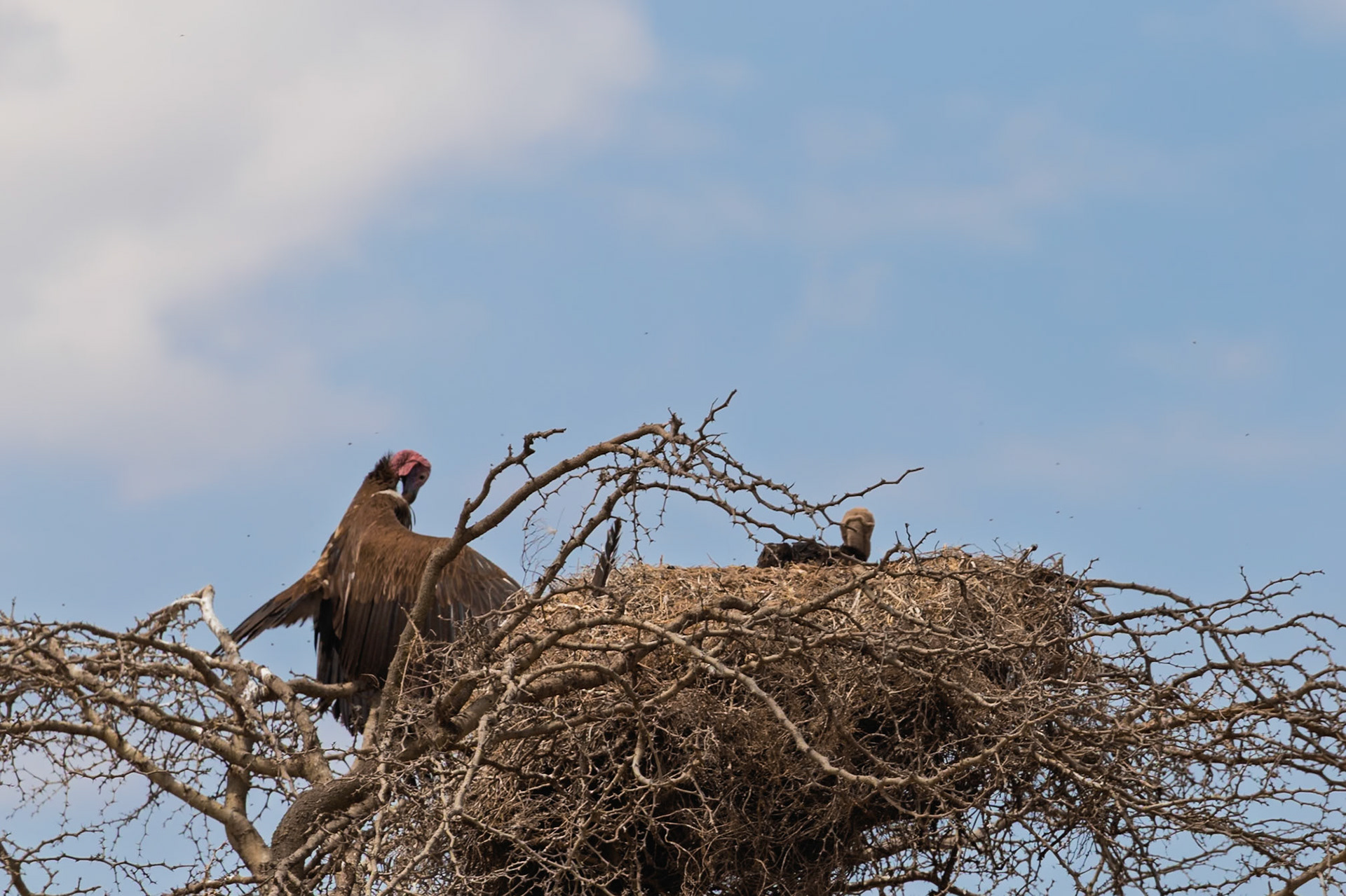 A Lappet-faced Vulture tends to its nest with a chick in Serengeti National Park, Tanzania. The vulture is protecting its young.