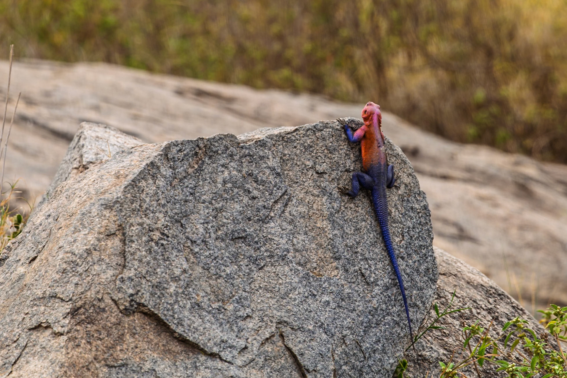 A Mwanza Flat Headed Agama lizard climbs a rock in Serengeti National Park, Tanzania. It is climbing to survey its territory.