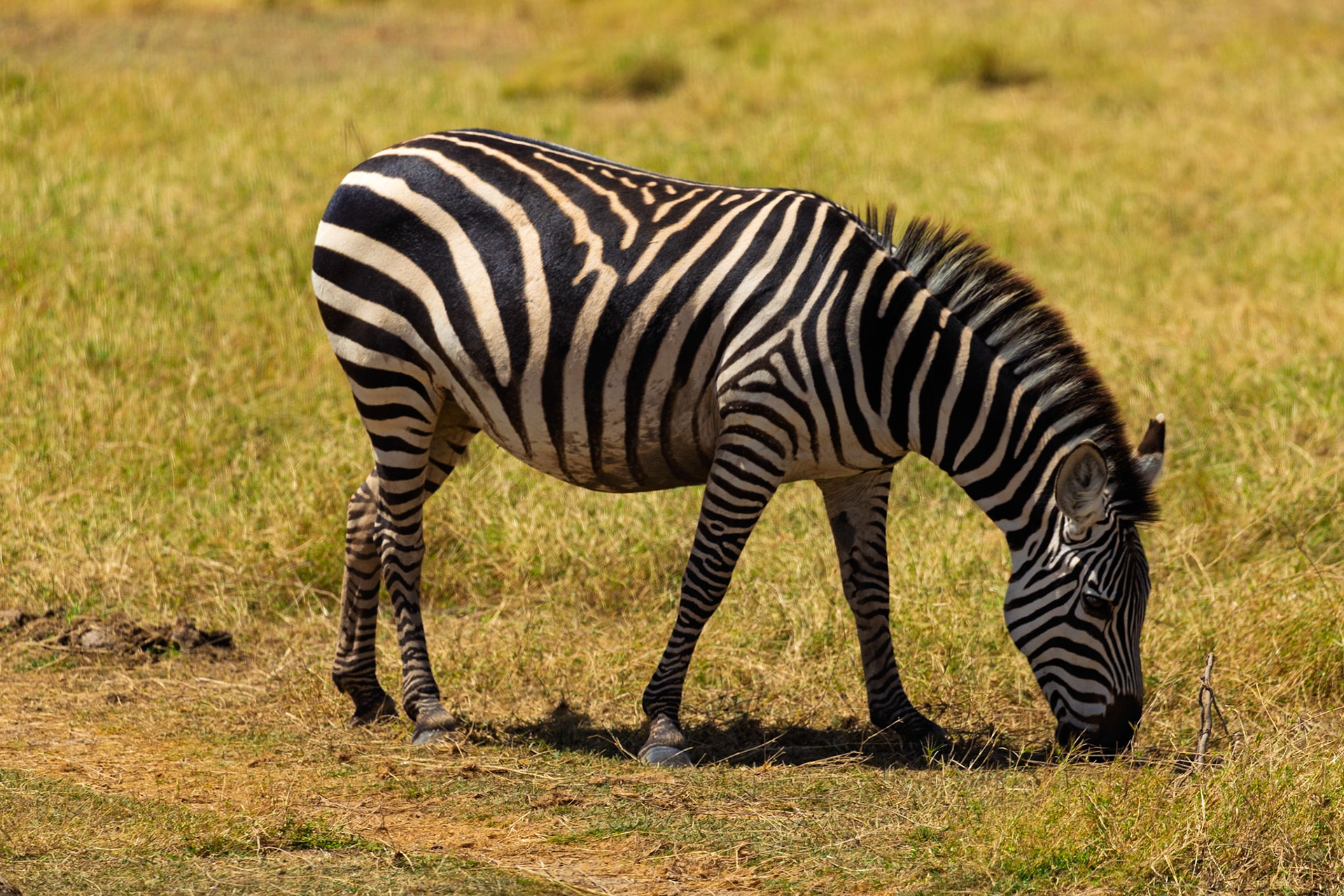 A zebra grazes in Amboseli National Park, Kenya. It's eating grass in the open field.
