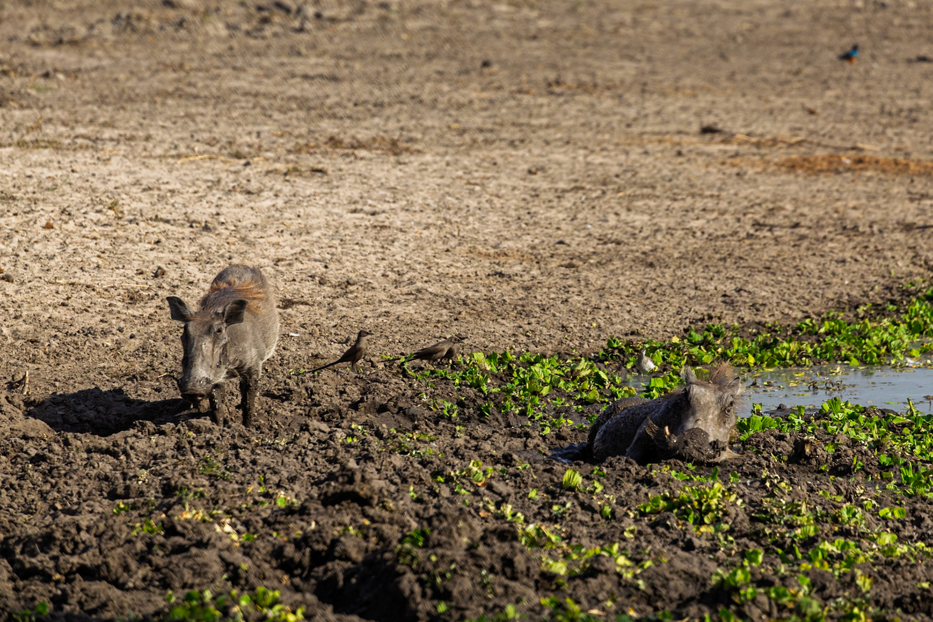 Warthogs wallow in the mud of Tarangire National Park, Tanzania, to cool off and protect themselves from parasites and the sun.