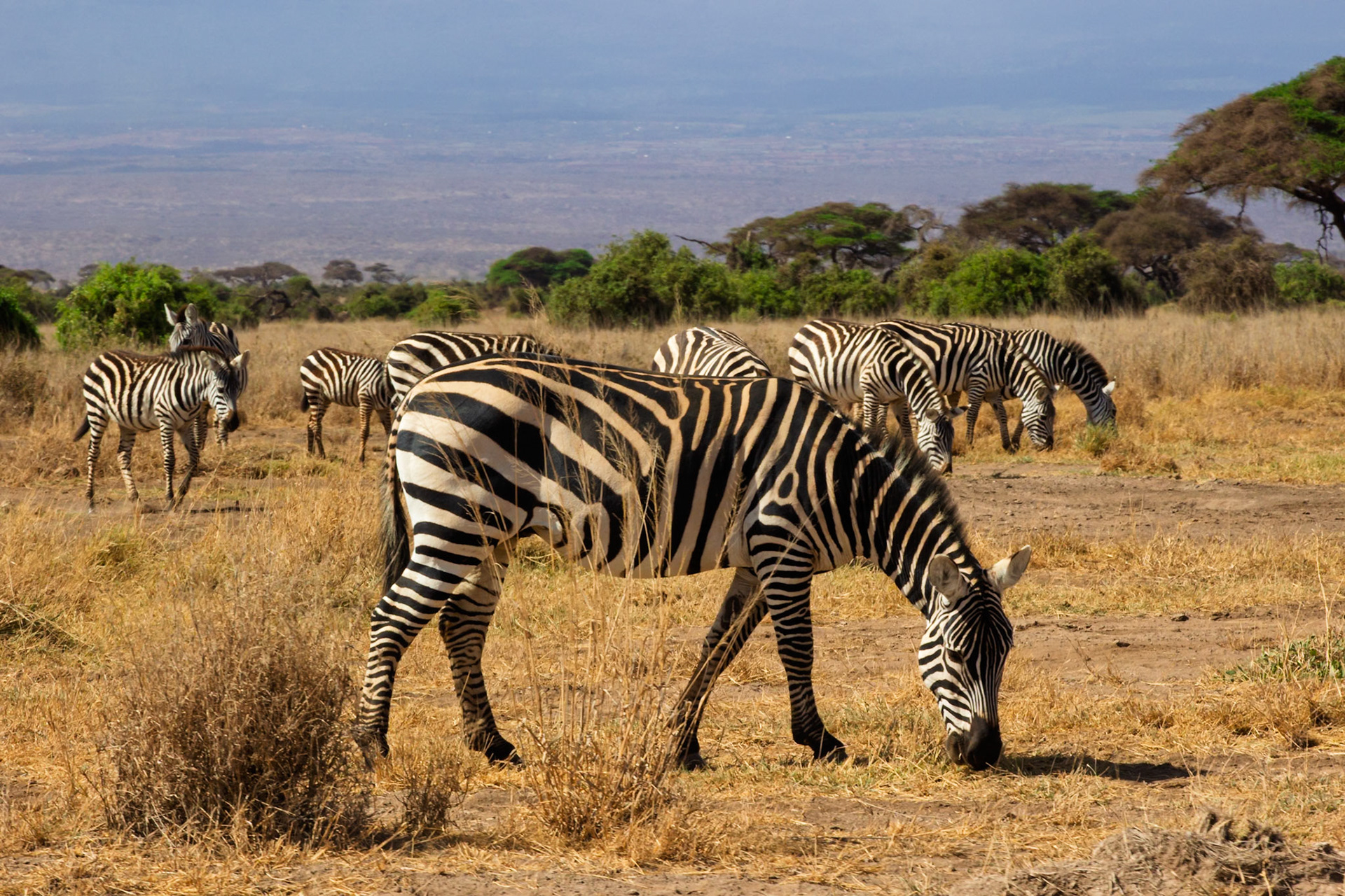 A dazzle of zebras graze in Amboseli National Park, Kenya. They are eating the dry grass in the park.
