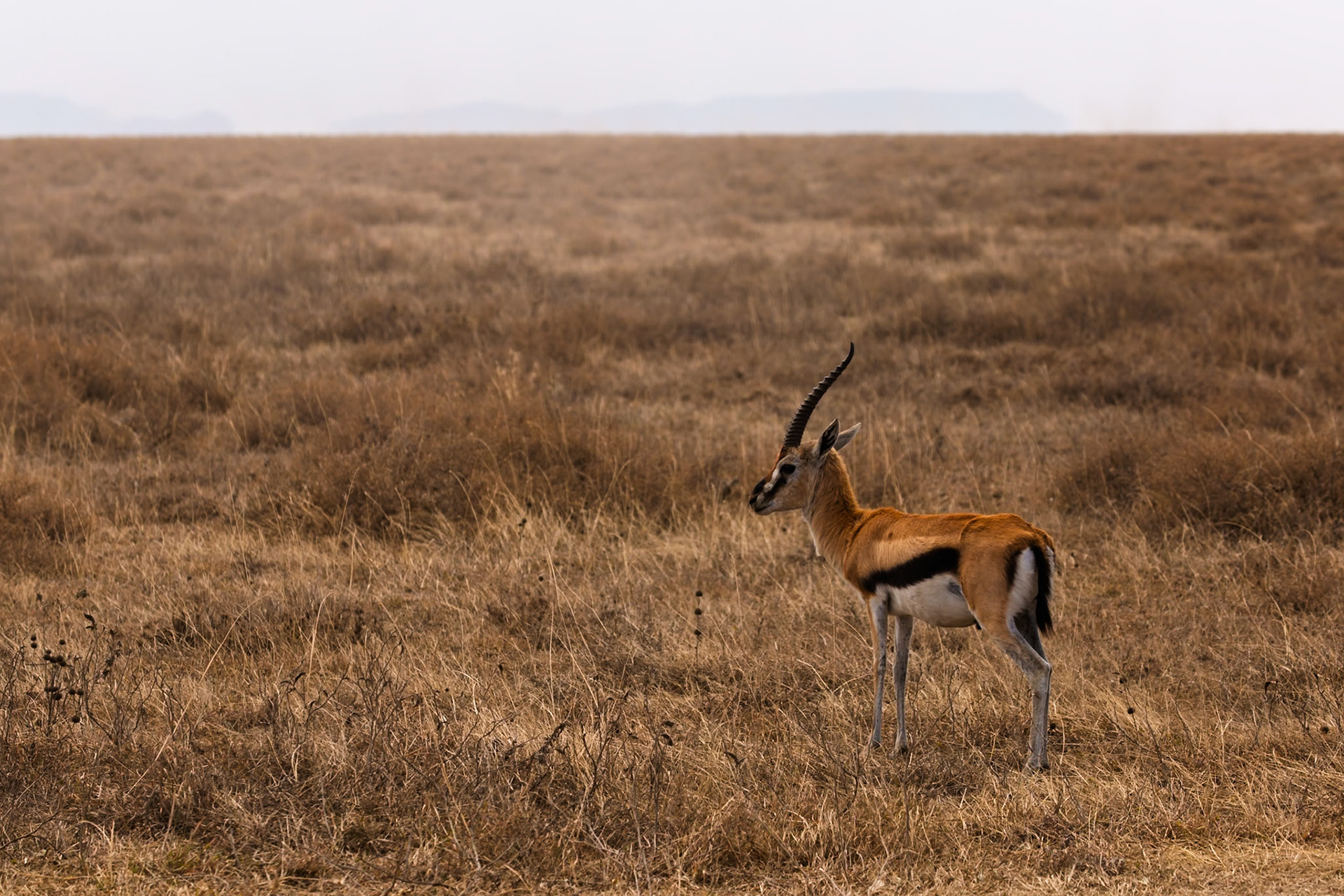 A Grant's gazelle stands alert in Serengeti National Park, Tanzania, scanning the horizon for potential threats.