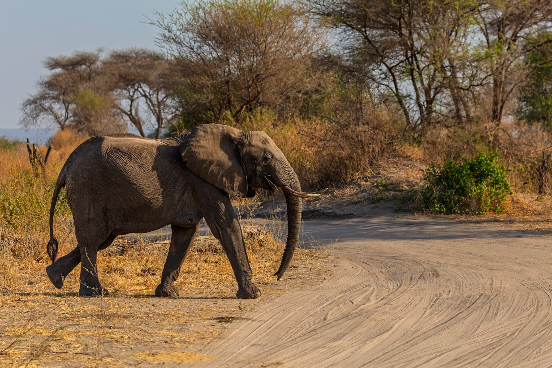 An elephant crosses a dirt road in Tanzania's Tarangire National Park, likely searching for food or water.