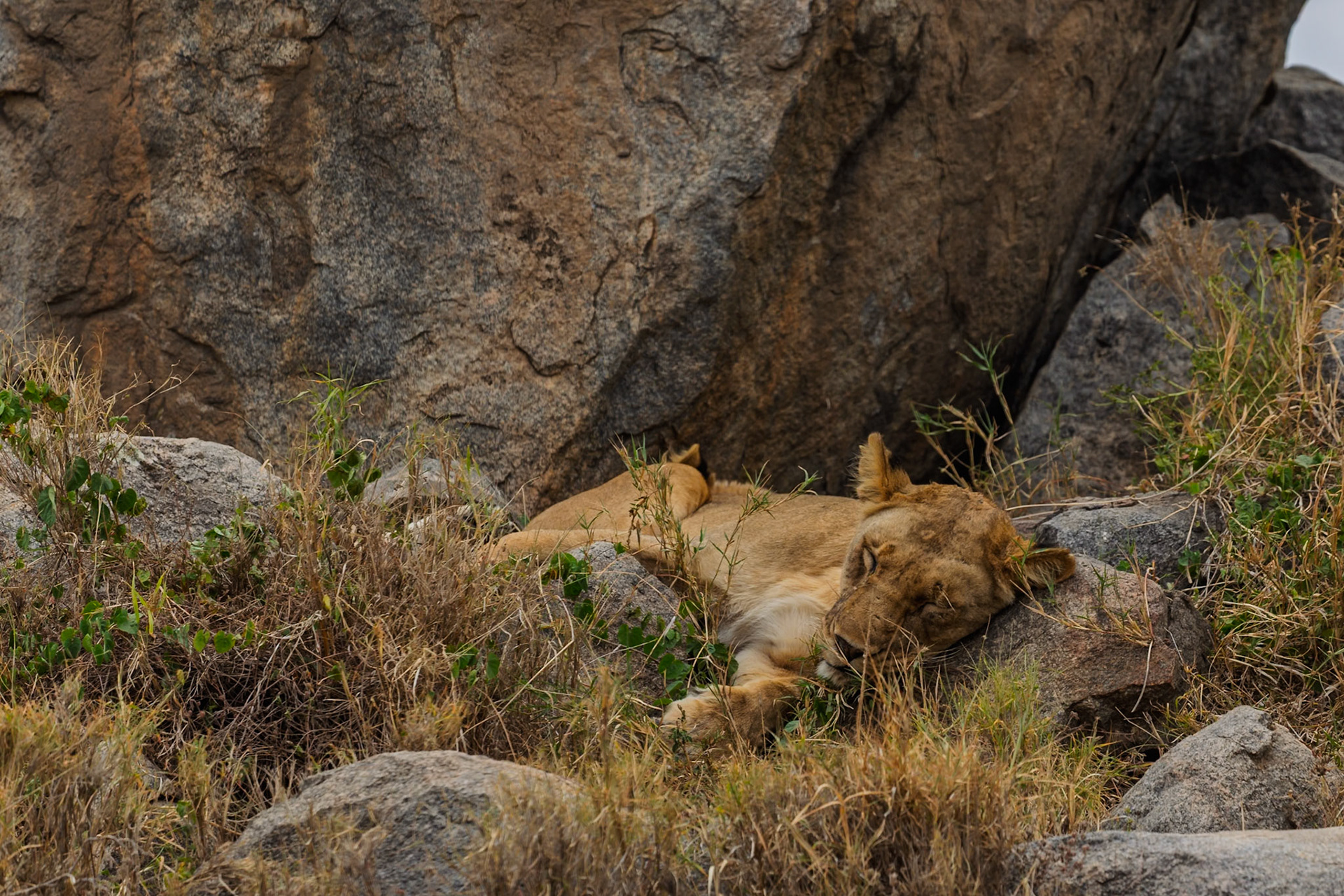 A lion sleeps on rocks in Serengeti National Park, Tanzania. Lions sleep up to 20 hours a day to conserve energy.