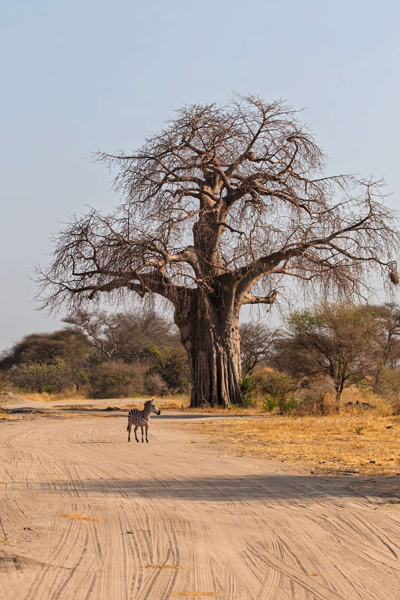 A zebra crosses a dirt road in Tanzania's Tarangire National Park, with a large baobab tree in the background.