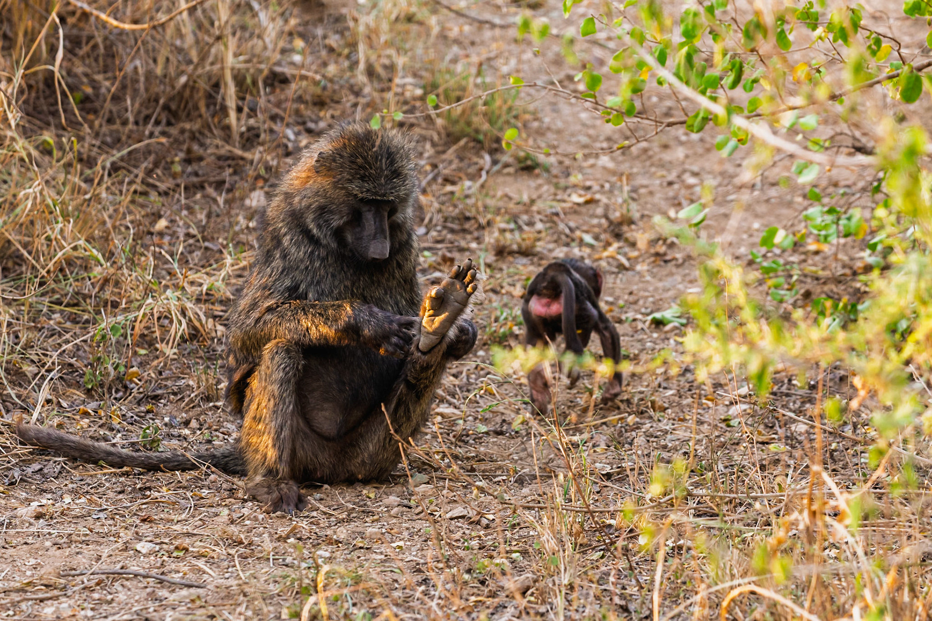 A baboon grooms its foot while its baby walks nearby in Tanzania's Serengeti National Park. Hygiene is important for primates.