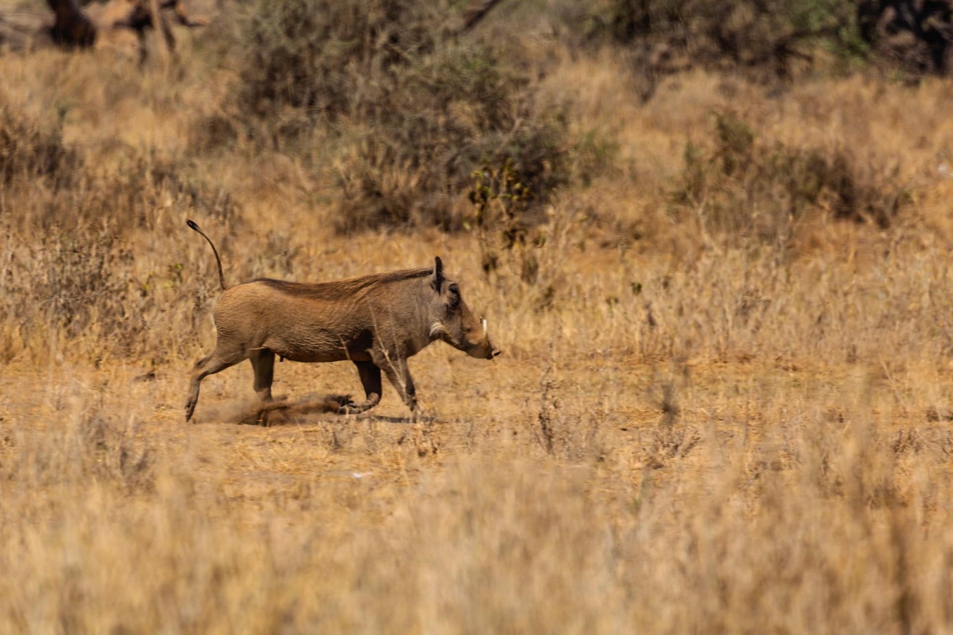A warthog runs through the dry grass of Amboseli National Park in Kenya, kicking up dust as it goes.