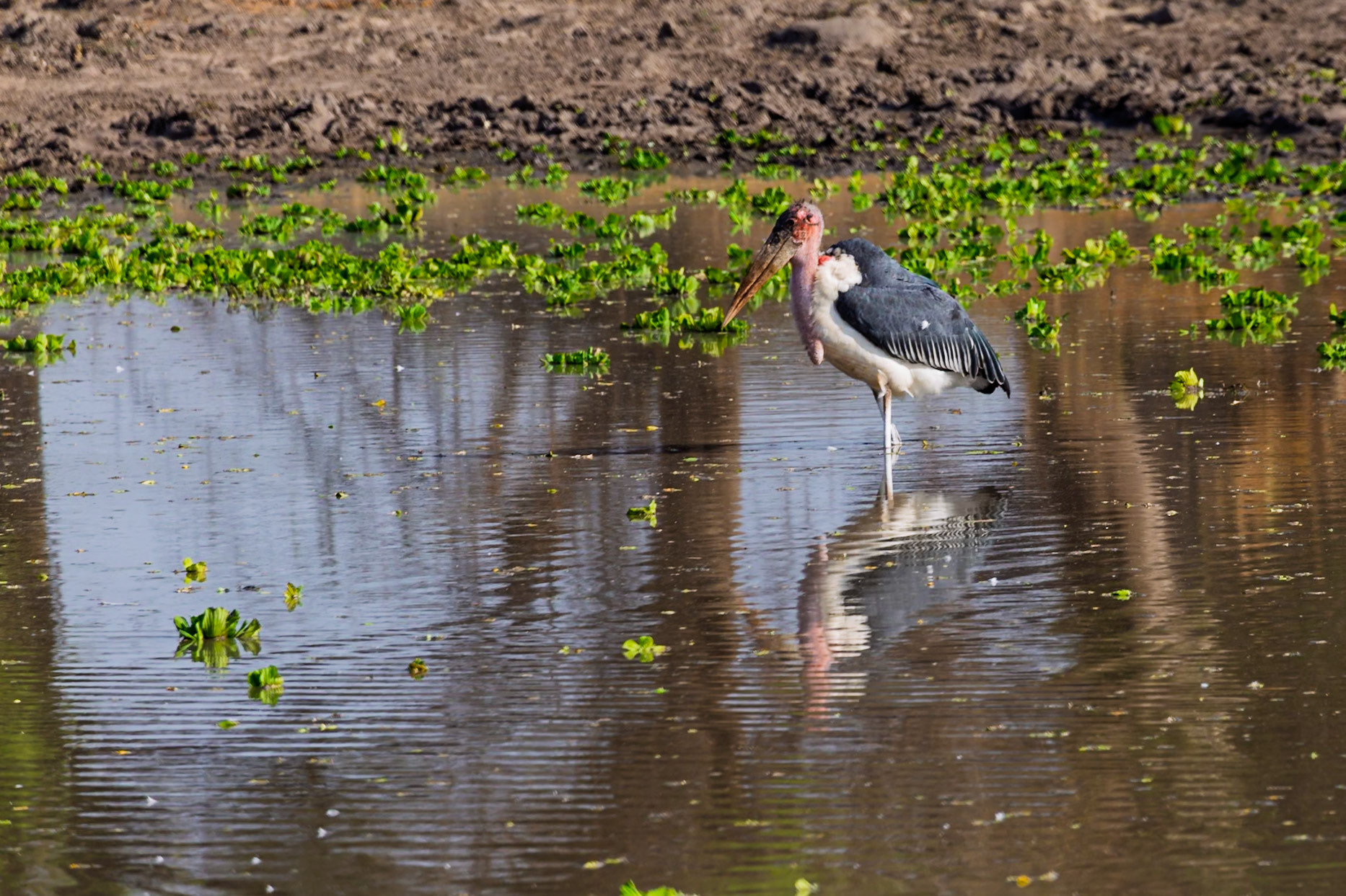 A Marabou Stork stands in a shallow pool in Tanzania's Tarangire National Park, likely searching for food.