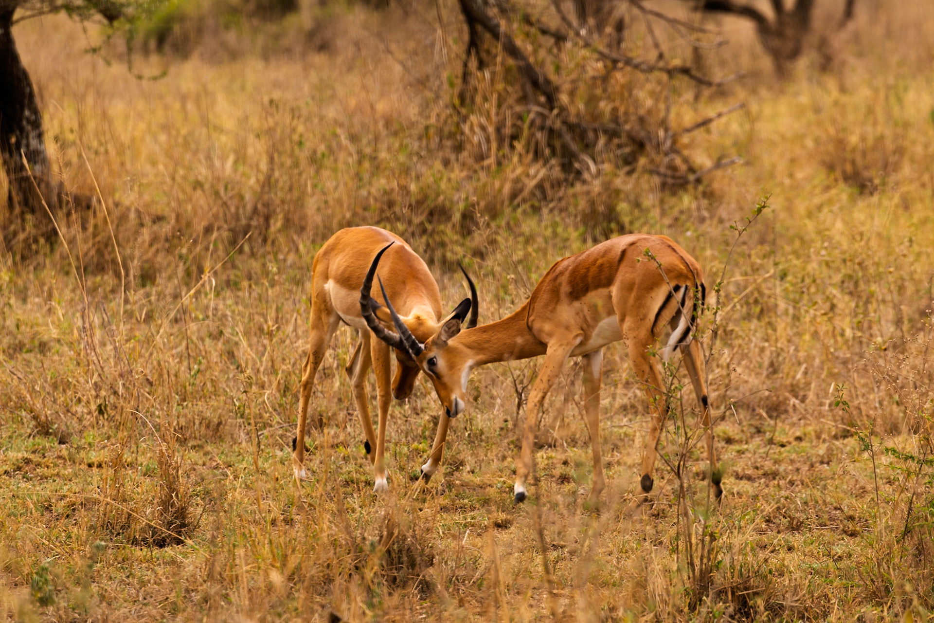 Two male Impala lock horns in a territorial dispute in Serengeti National Park, Tanzania.