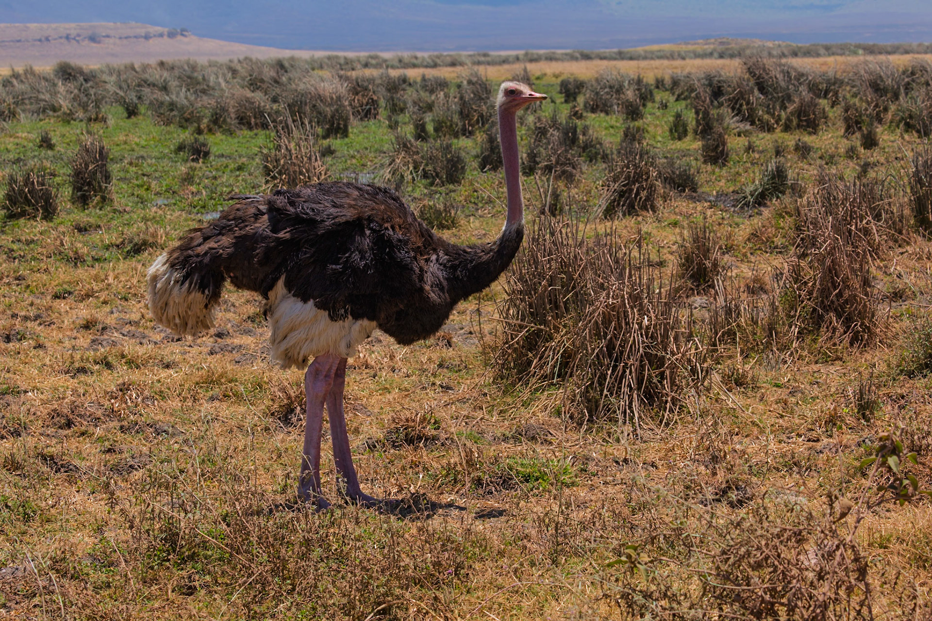 Ngorongoro Crater, Tanzania - September 23th 2025: An ostrich stands in the dry grass of the crater, a common sight for tourists.