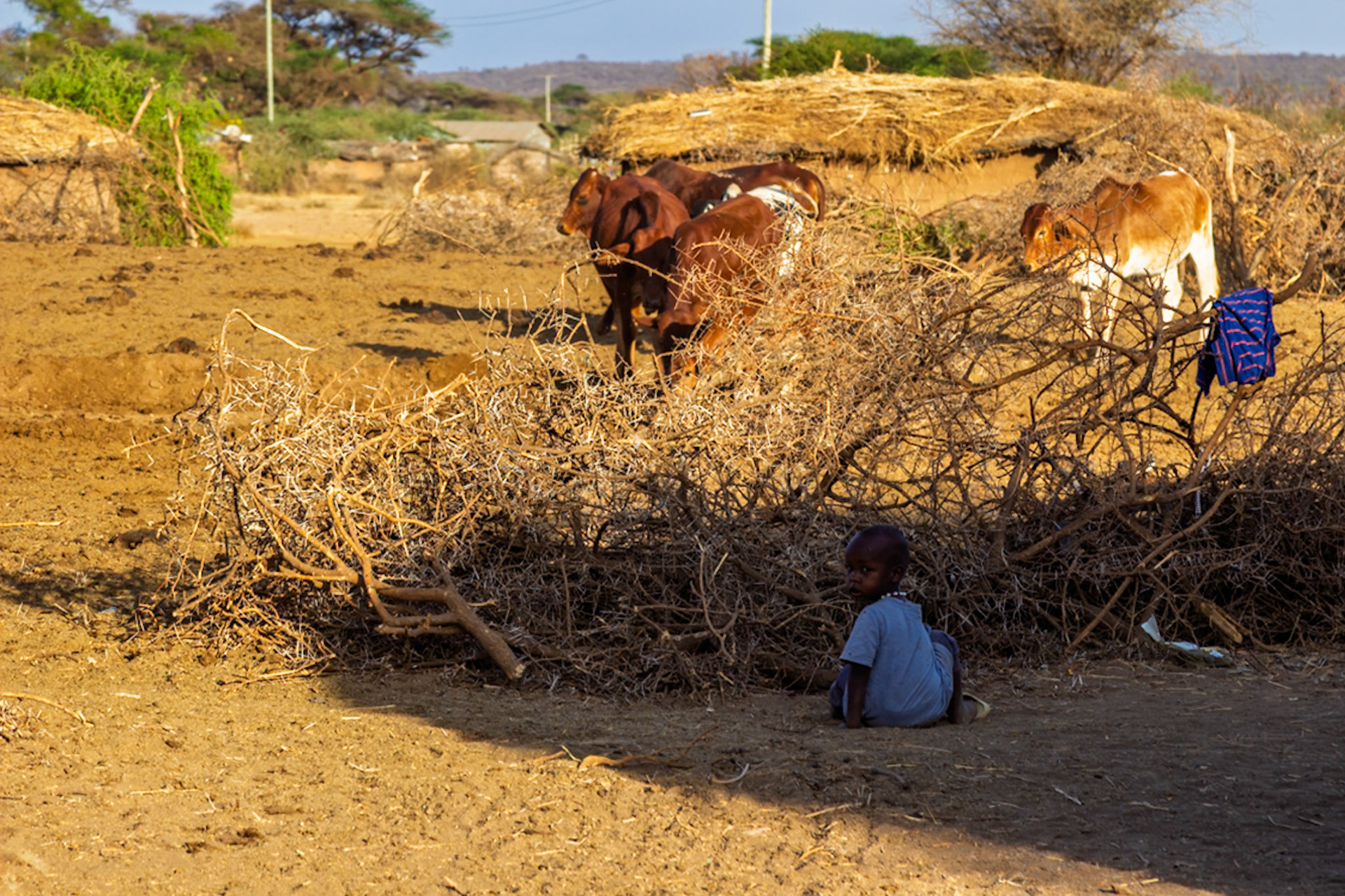 A Maasai child sits near thorn bushes in a Kenyan village, while cattle graze nearby, showcasing rural life.