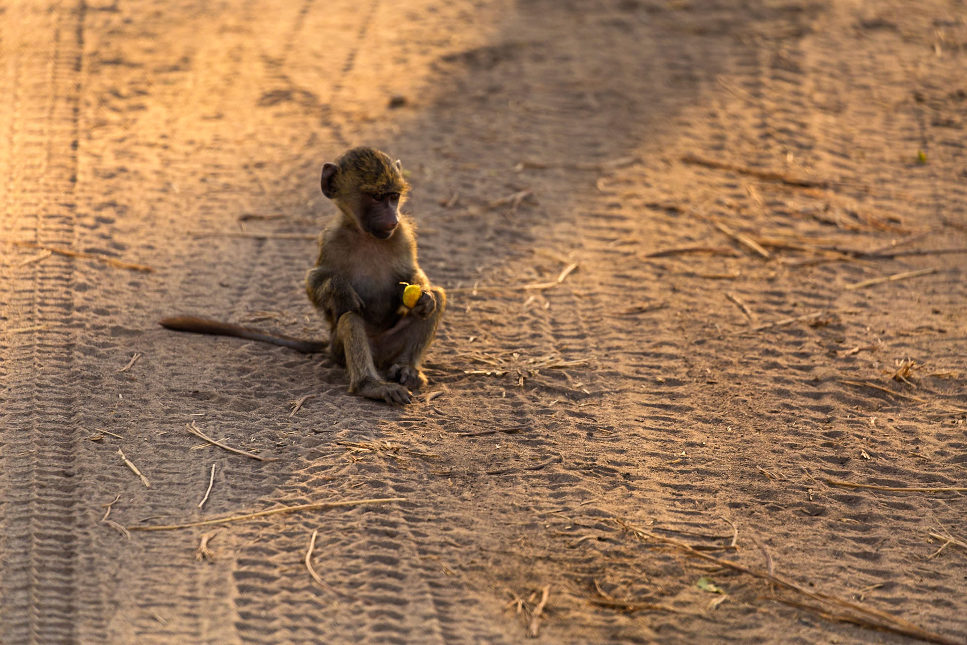 A baby baboon sits on a dirt road in Tarangire National Park, Tanzania, enjoying a snack.