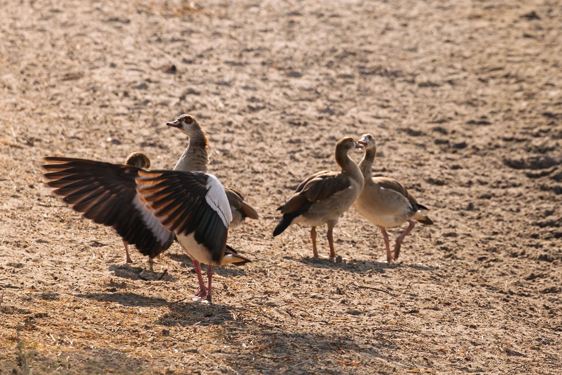 Egyptian Geese stretch their wings on dry ground in Tarangire National Park, Tanzania.