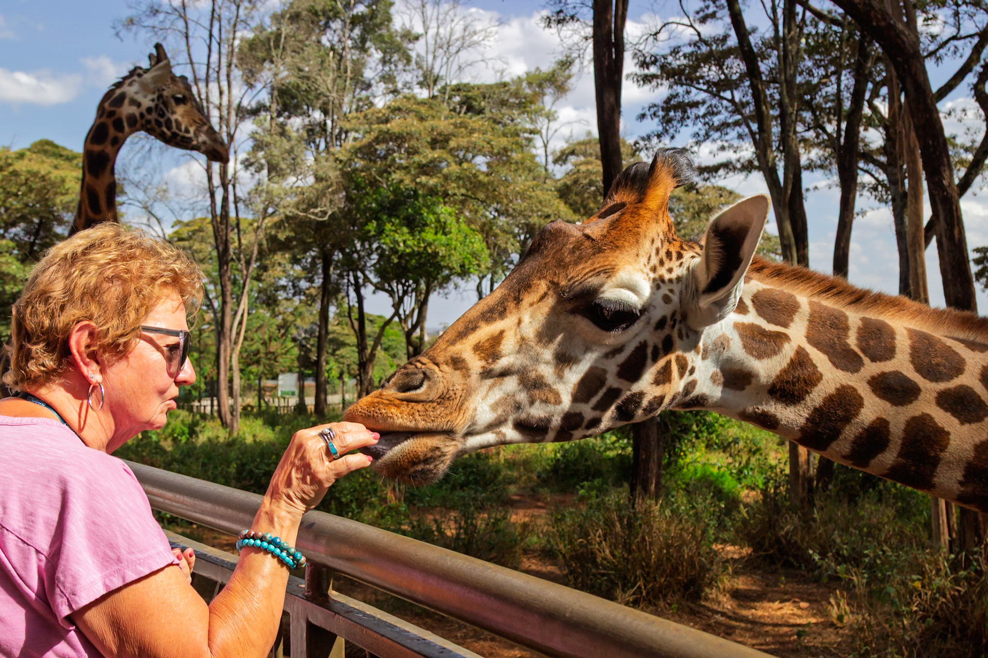 A tourist hand-feeds a giraffe at the Giraffe Center in Kenya, creating a memorable wildlife encounter.