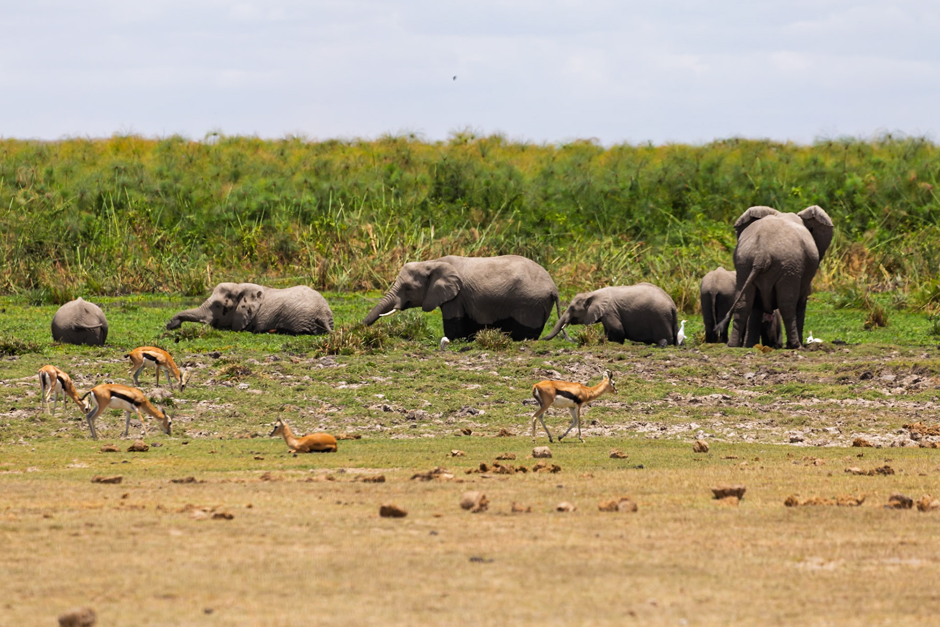 Elephants graze near Thomson's gazelles in Kenya's Amboseli National Park. The elephants are eating, and the gazelles are grazing.