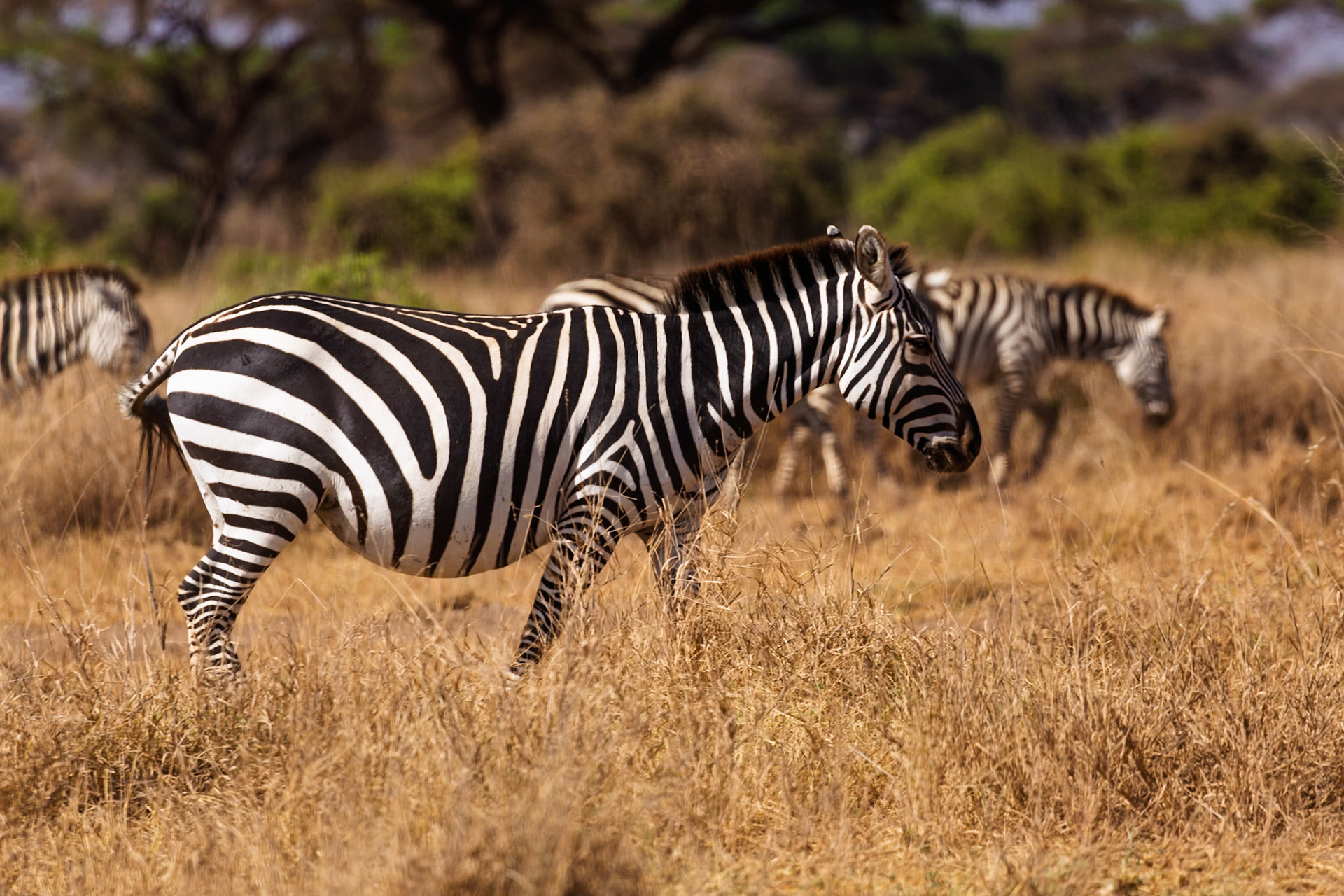 A zebra grazes in Amboseli National Park, Kenya. The zebras are eating the dry grass in the park.
