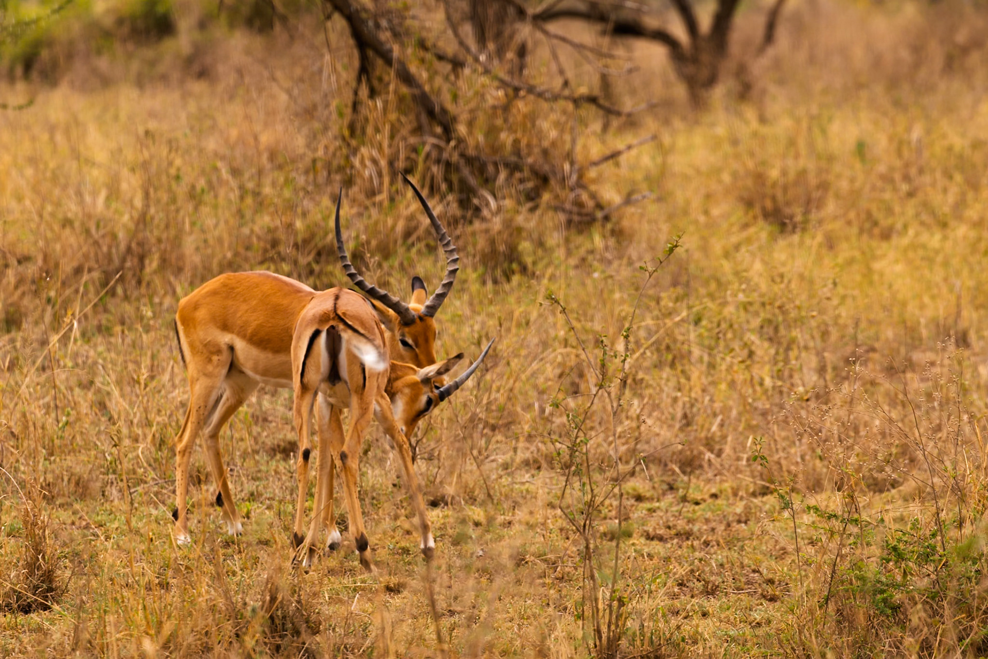 Two male impalas lock horns in a territorial dispute in Serengeti National Park, Tanzania.